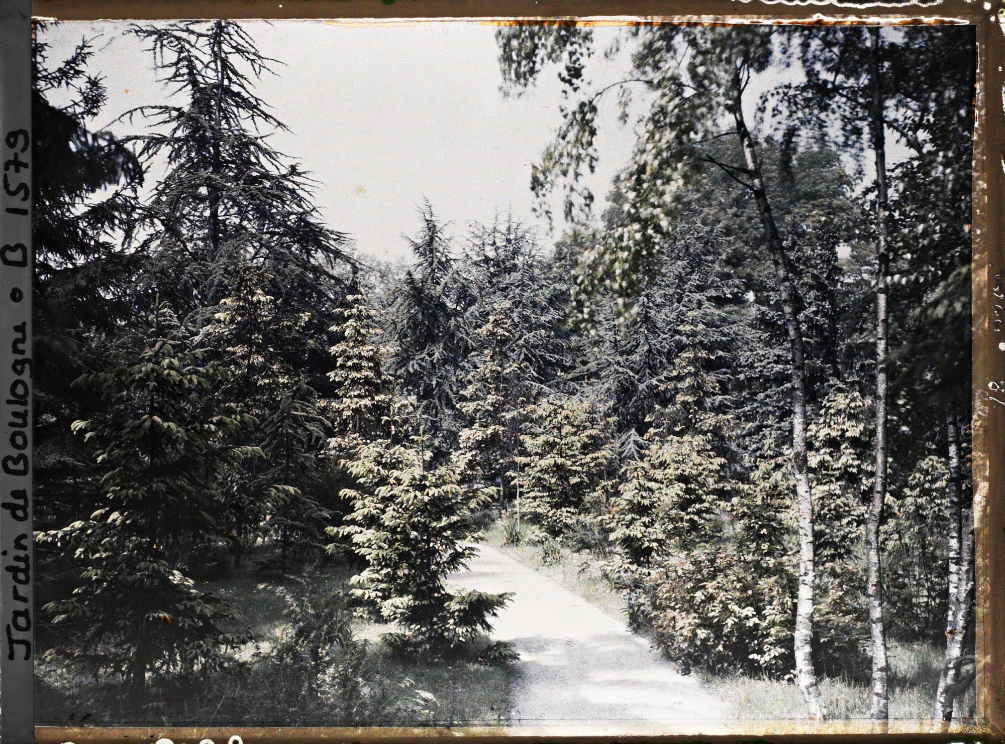 Image représentant La forêt dorée et la forêt bleue