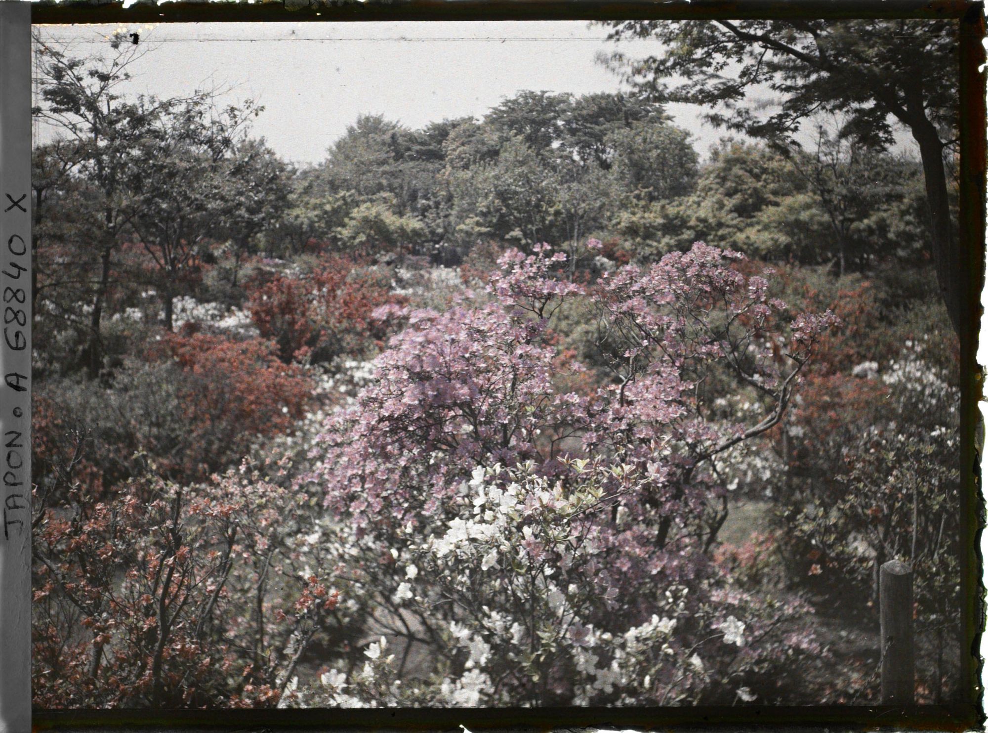 Image représentant Azalées japonais dans le parc de Hibiya (très probablement)