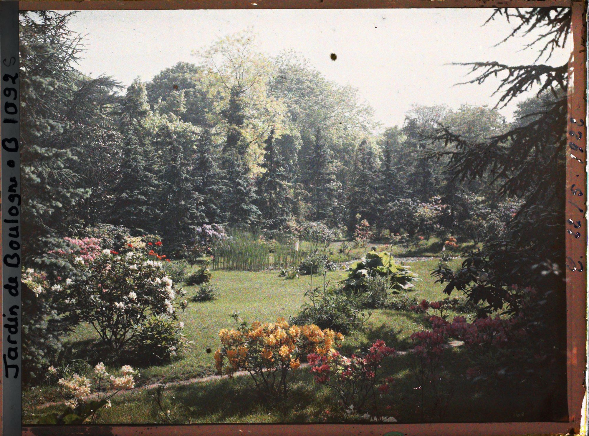 Image représentant Azalées et rhodos près du marais