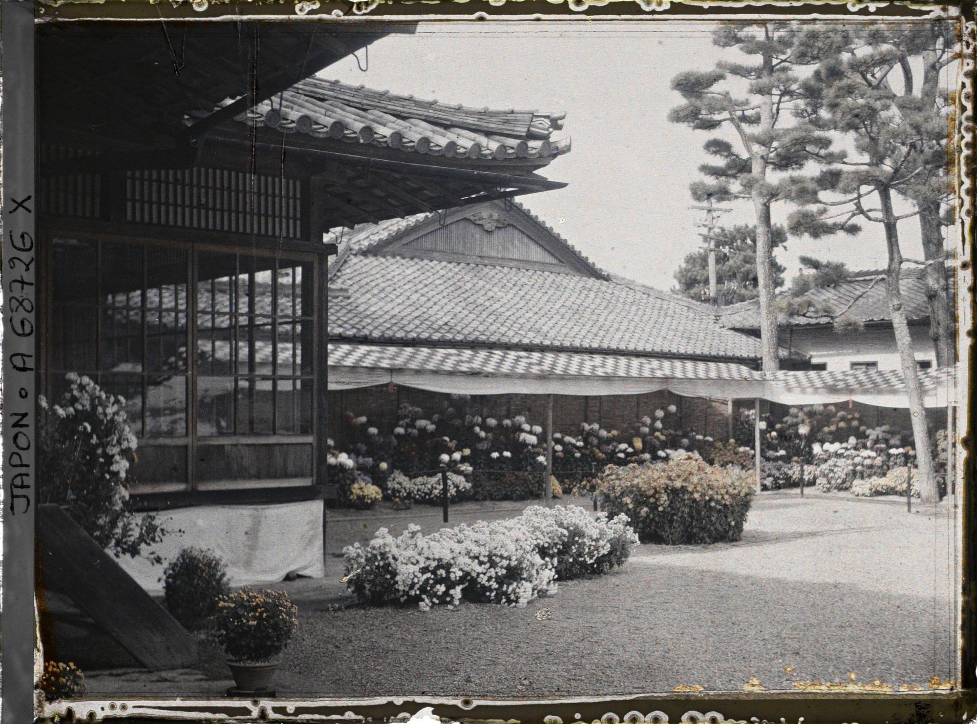 Image représentant Exposition de chrysanthèmes