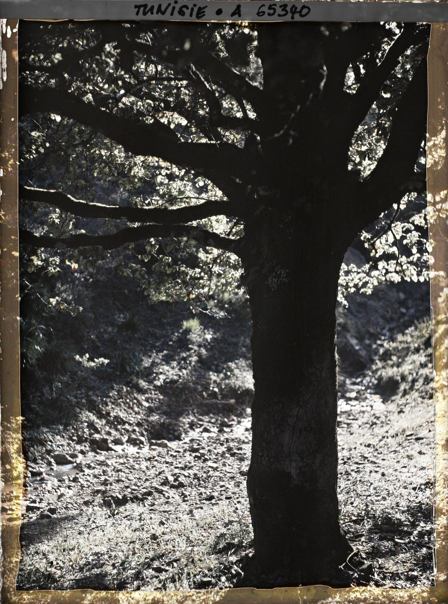Image représentant Un cours d'eau dans la forêt de chênes
