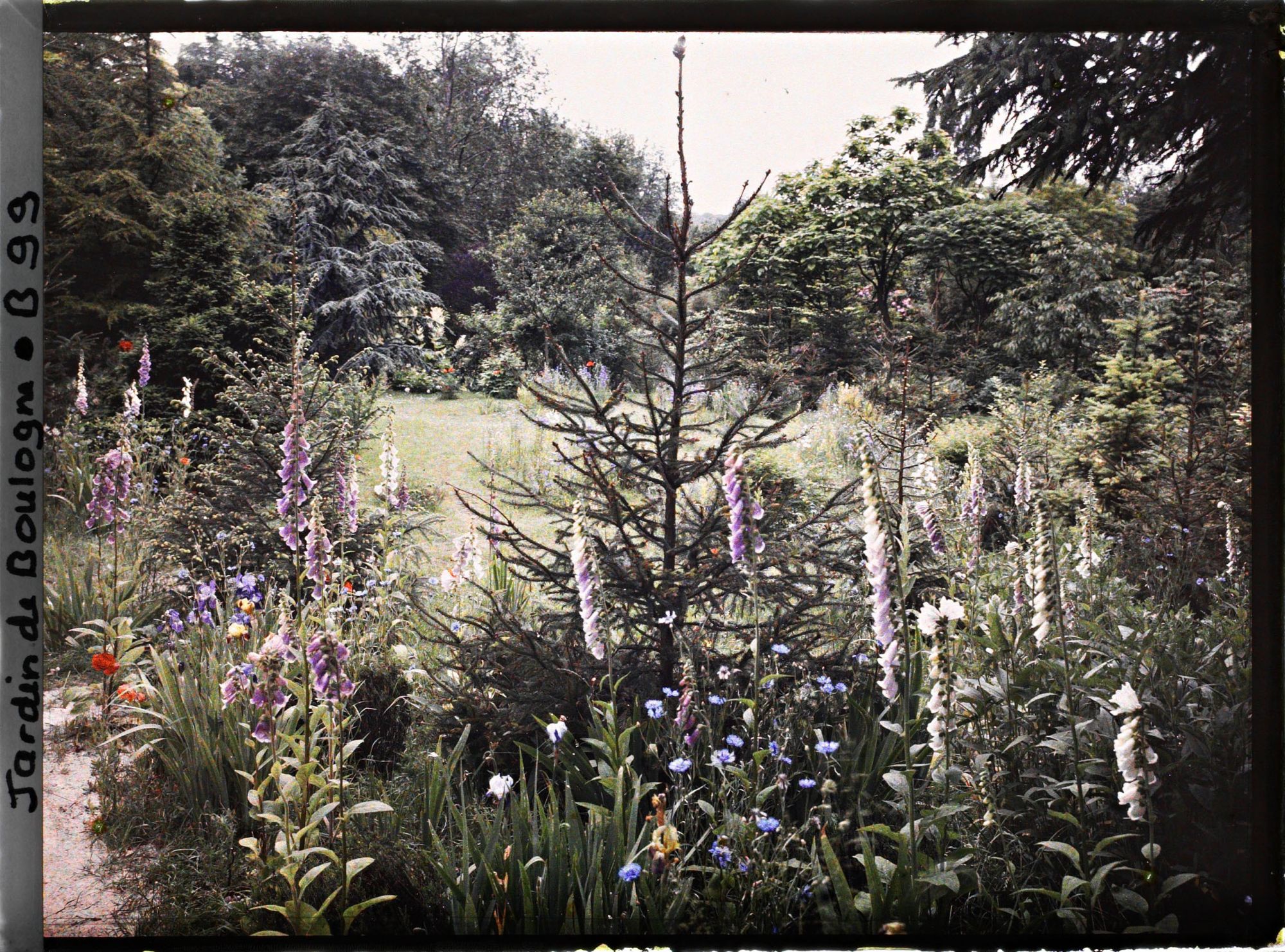 Image représentant Digitales, coquelicots et bleuets ornant un chemin de la prairie