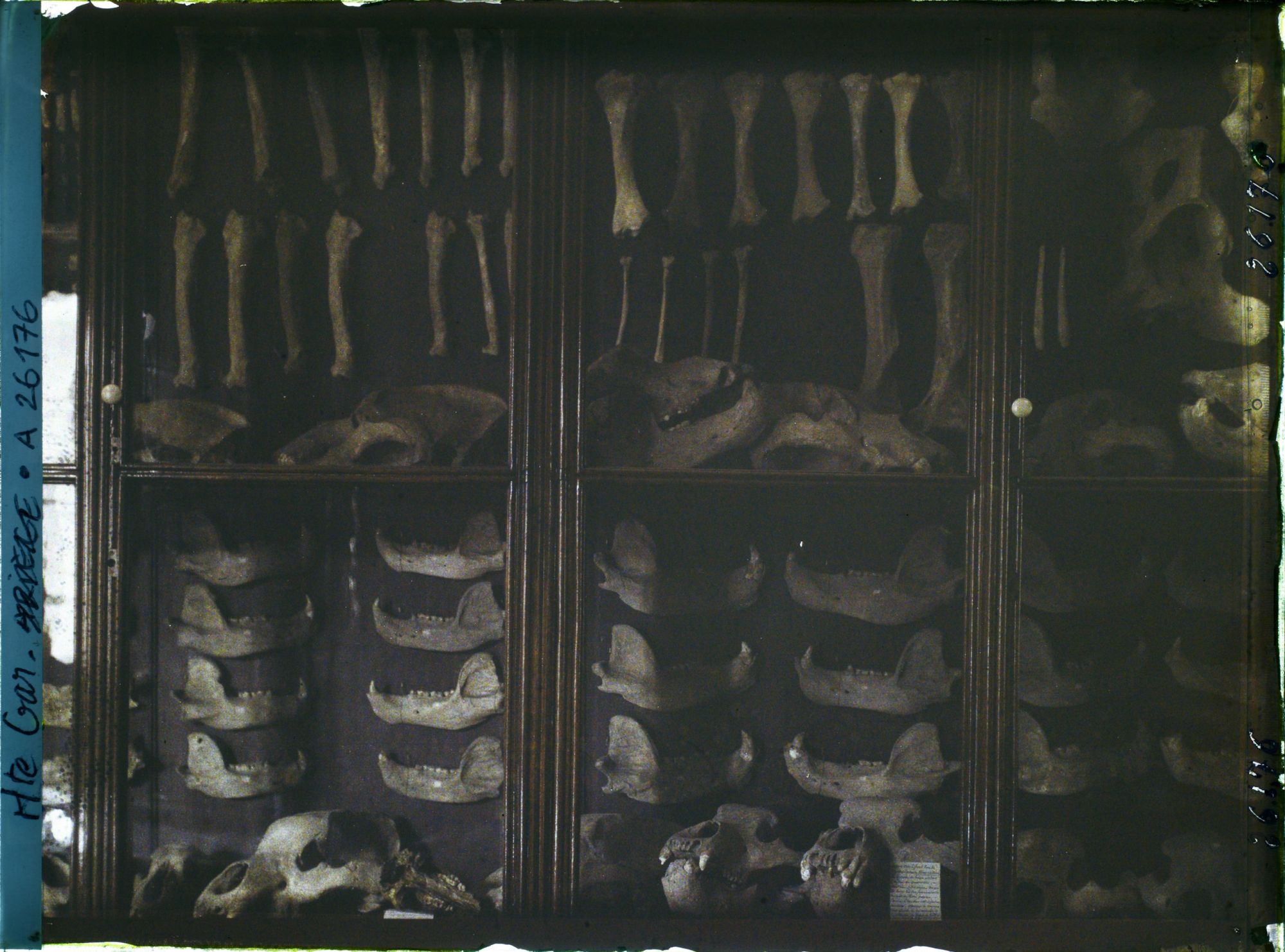 Image représentant France, Toulouse, Musée : Une vitrine du Musée : ossements trouvés dans les Grottes