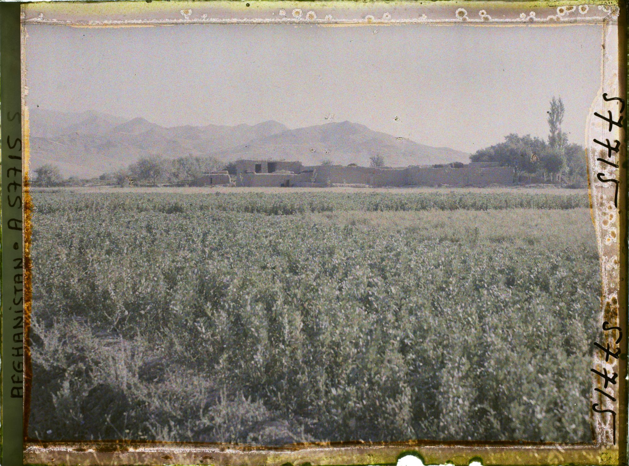 Image représentant Afghanistan, Meidan, Ferme et Culture