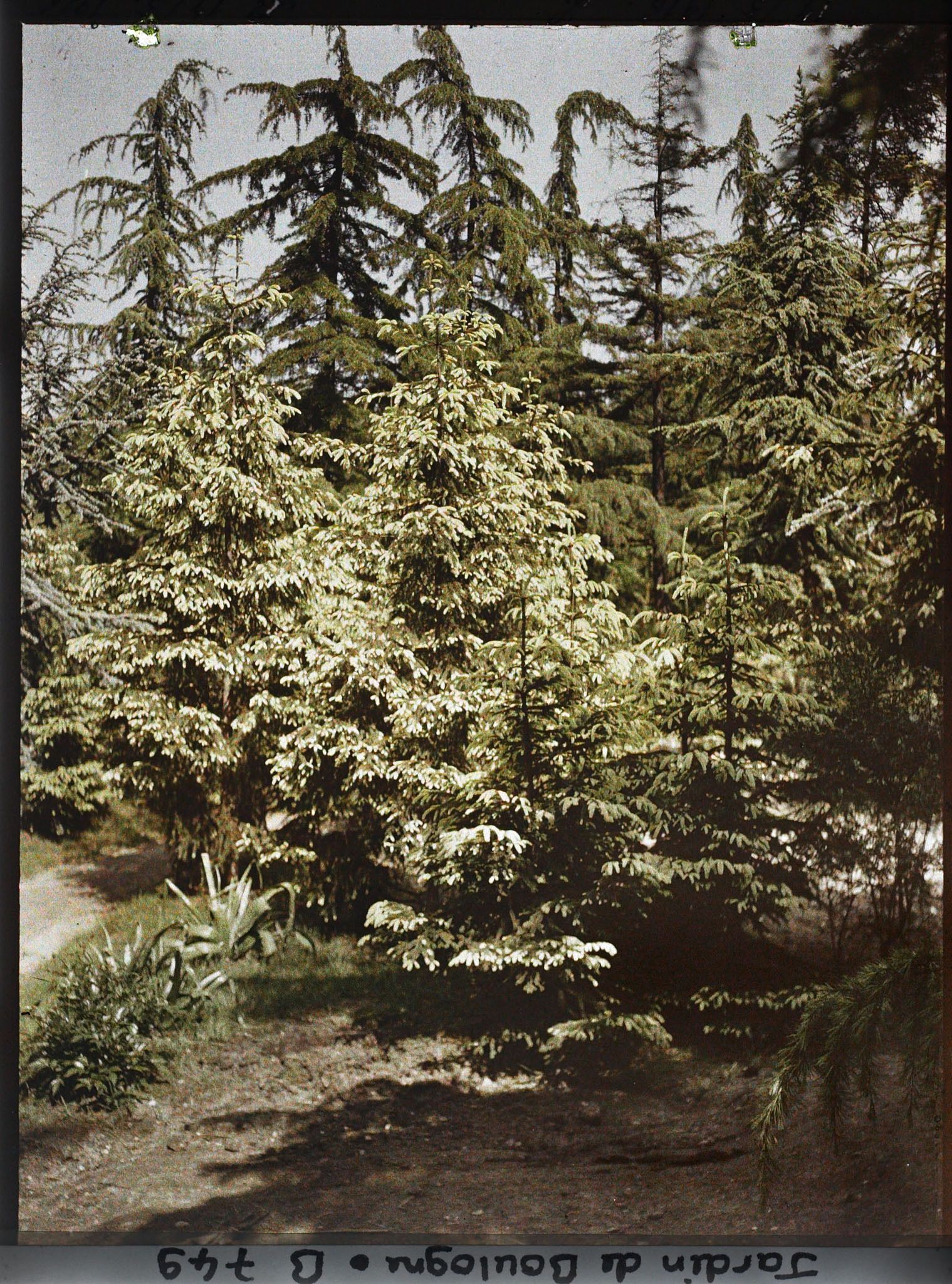 Image représentant La forêt dorée