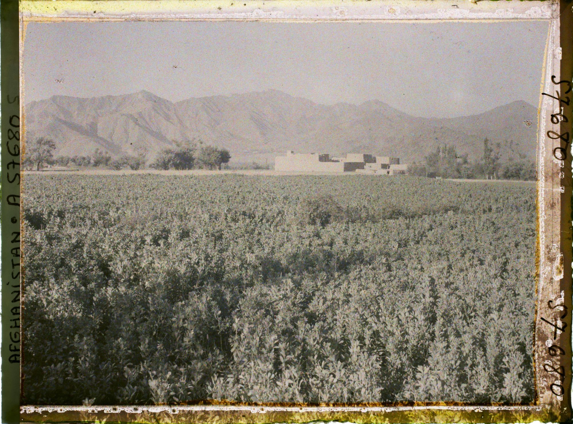 Image représentant Afghanistan, Meidan, Champs de fèves et de blé