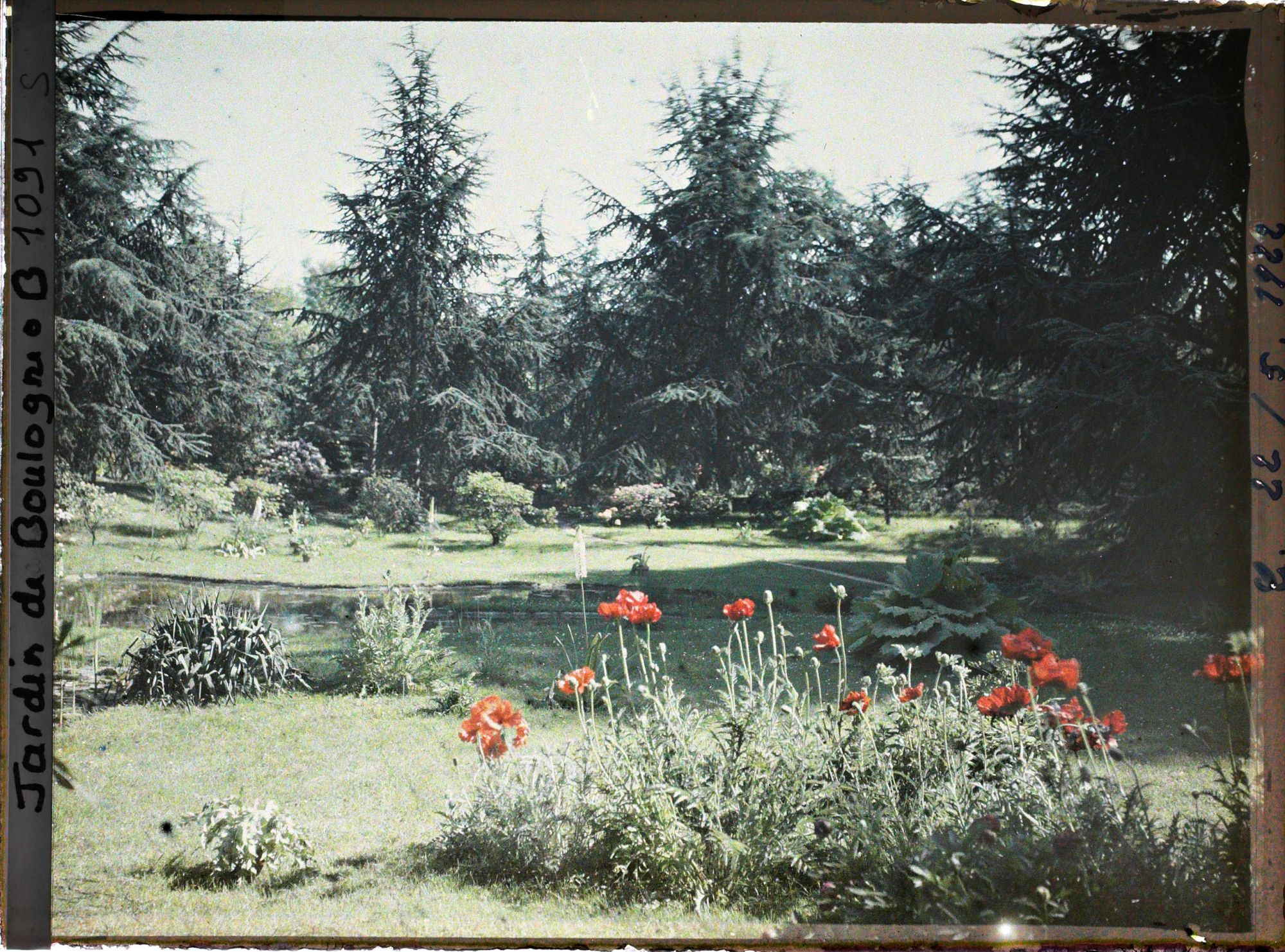 Image représentant Pavots près du marais