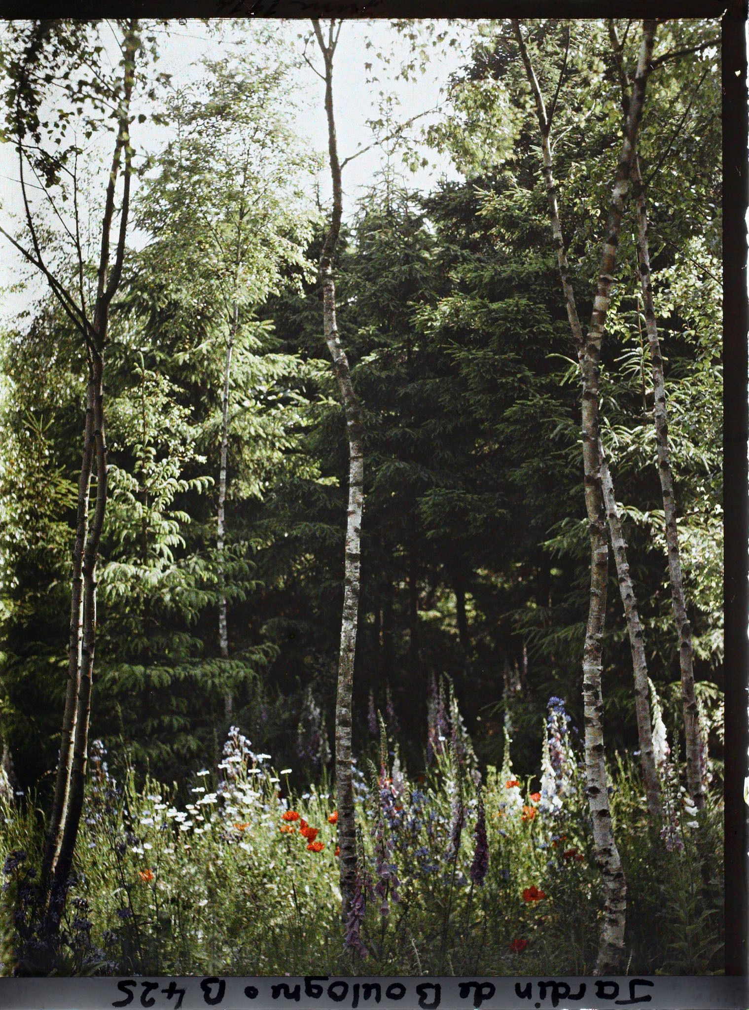 Image représentant Les fleurs des champs de la prairie au pied des bouleaux de la forêt dorée