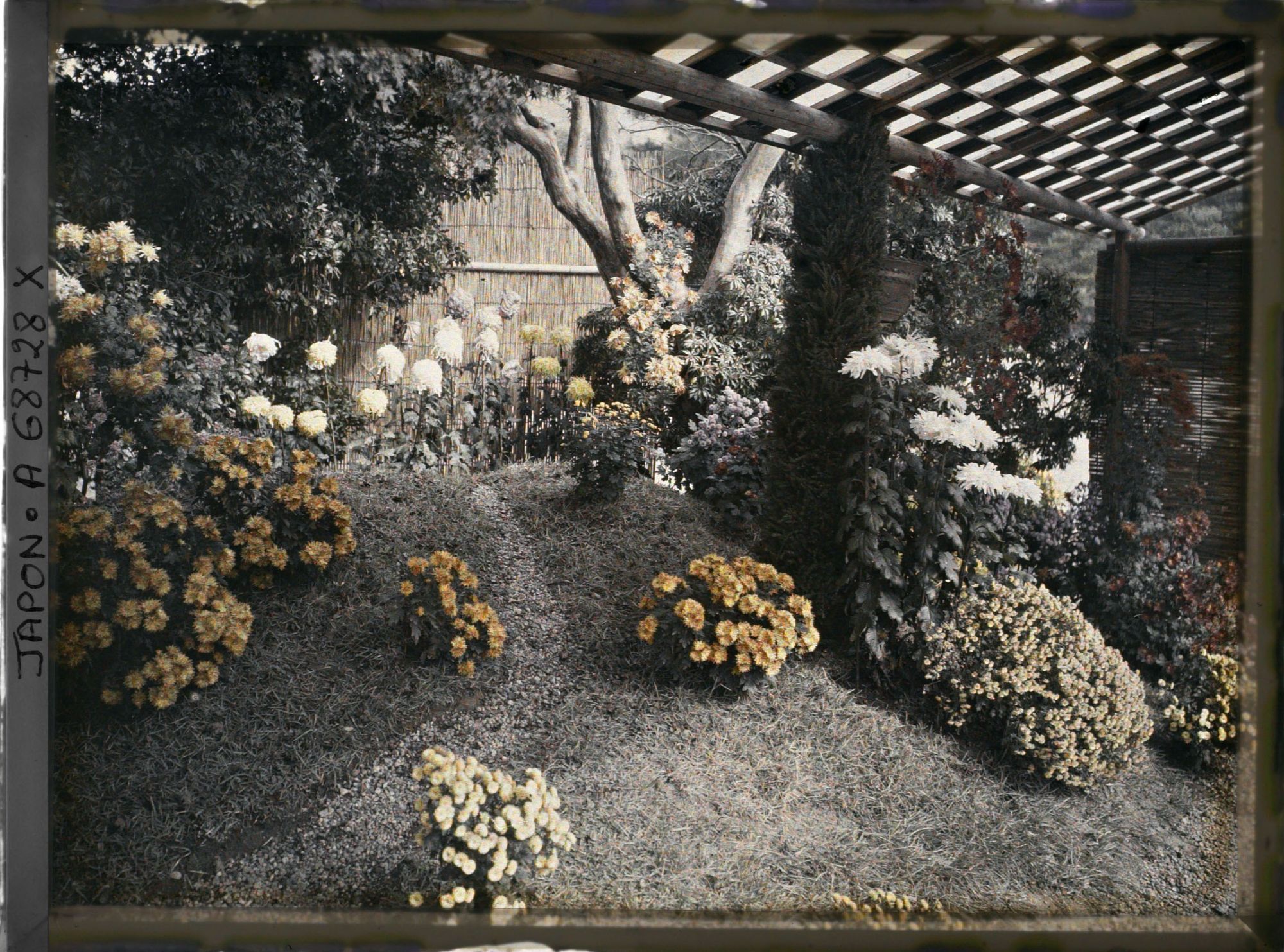 Image représentant Exposition de chrysanthèmes