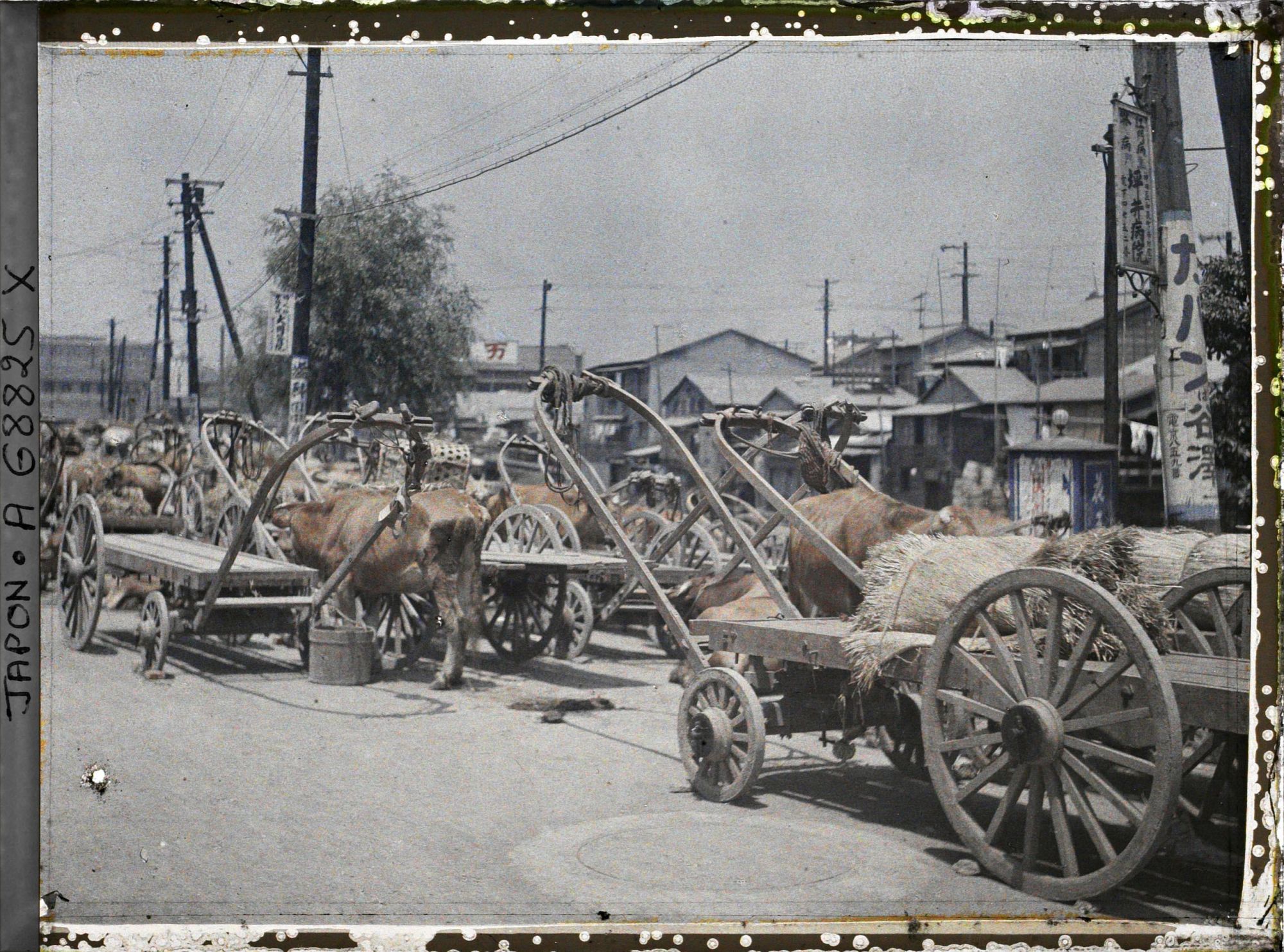 Image représentant attelages à bœufs
