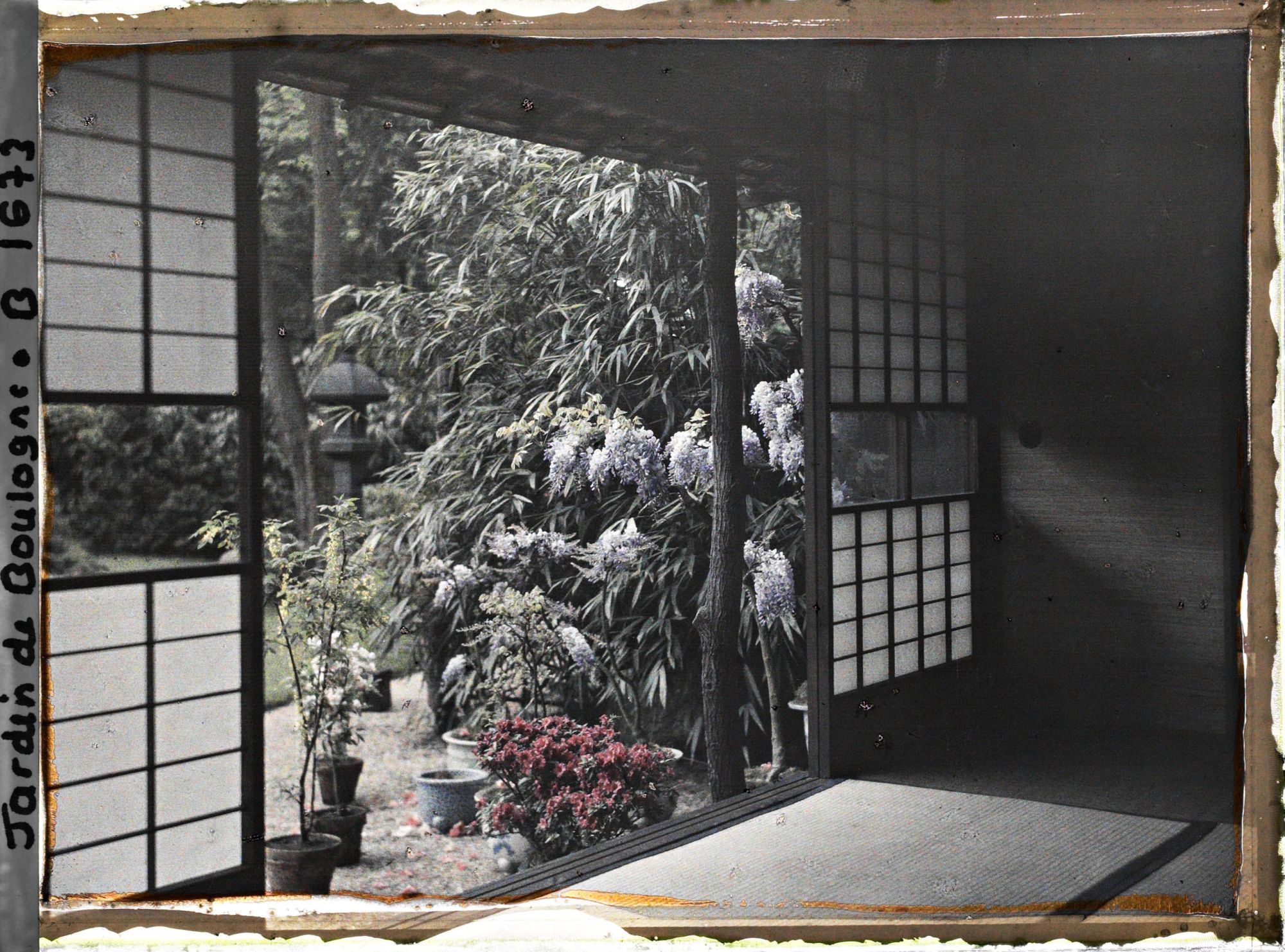 Image représentant Glycine et azalée sur fond de jardin, vues de l'intérieur de la maison est du " village japonais "