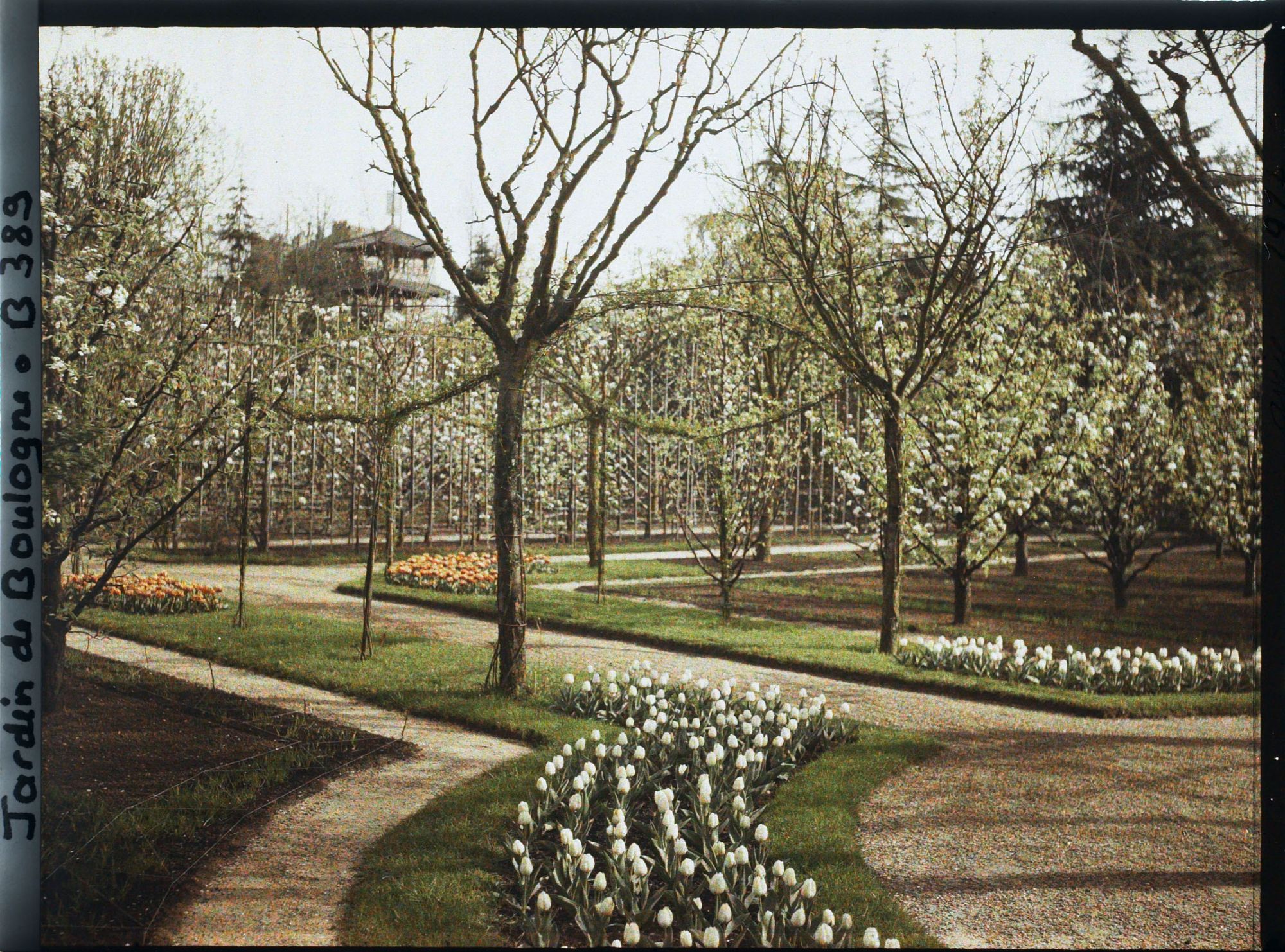 Image représentant Coin du verger-roseraie, vu depuis le parterre nord-est du rond-point proche de la dépendance