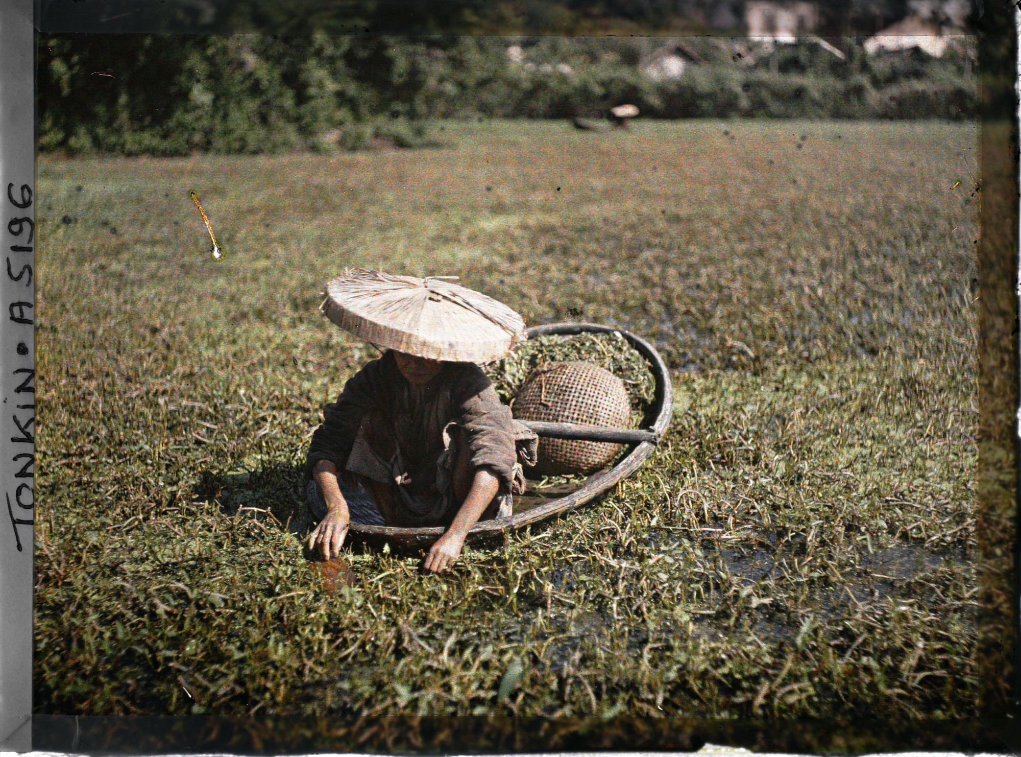 Image représentant La cueillette du liseron d'eau à laide d'une petite nacelle en bambou tressé