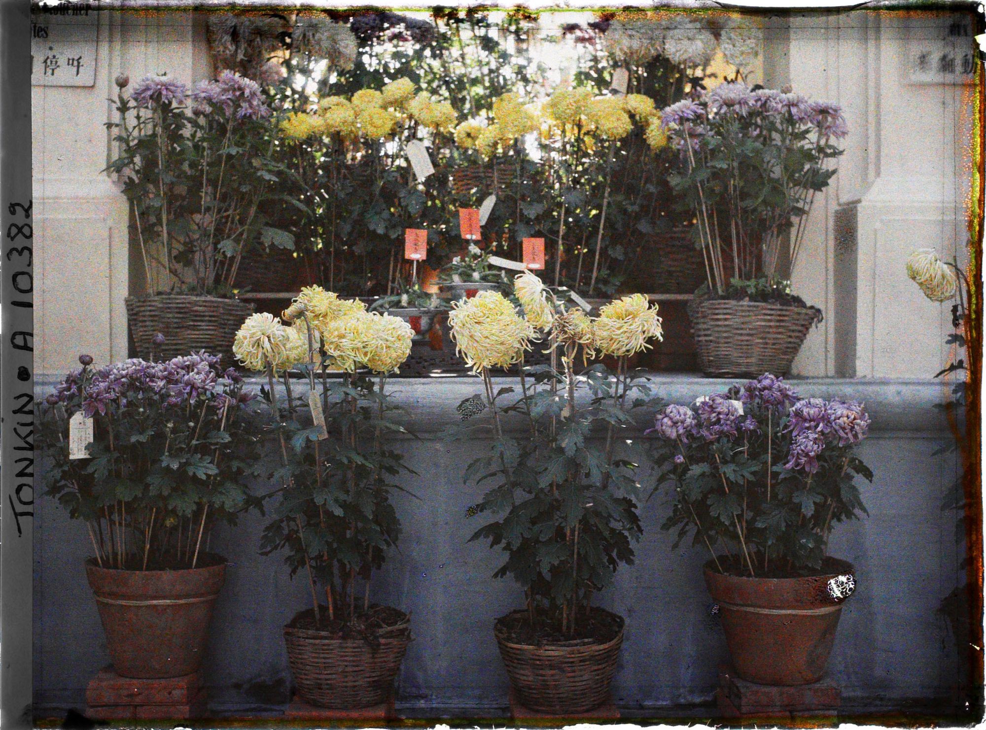 Image représentant Des chrysanthèmes en pots dans exposition florale