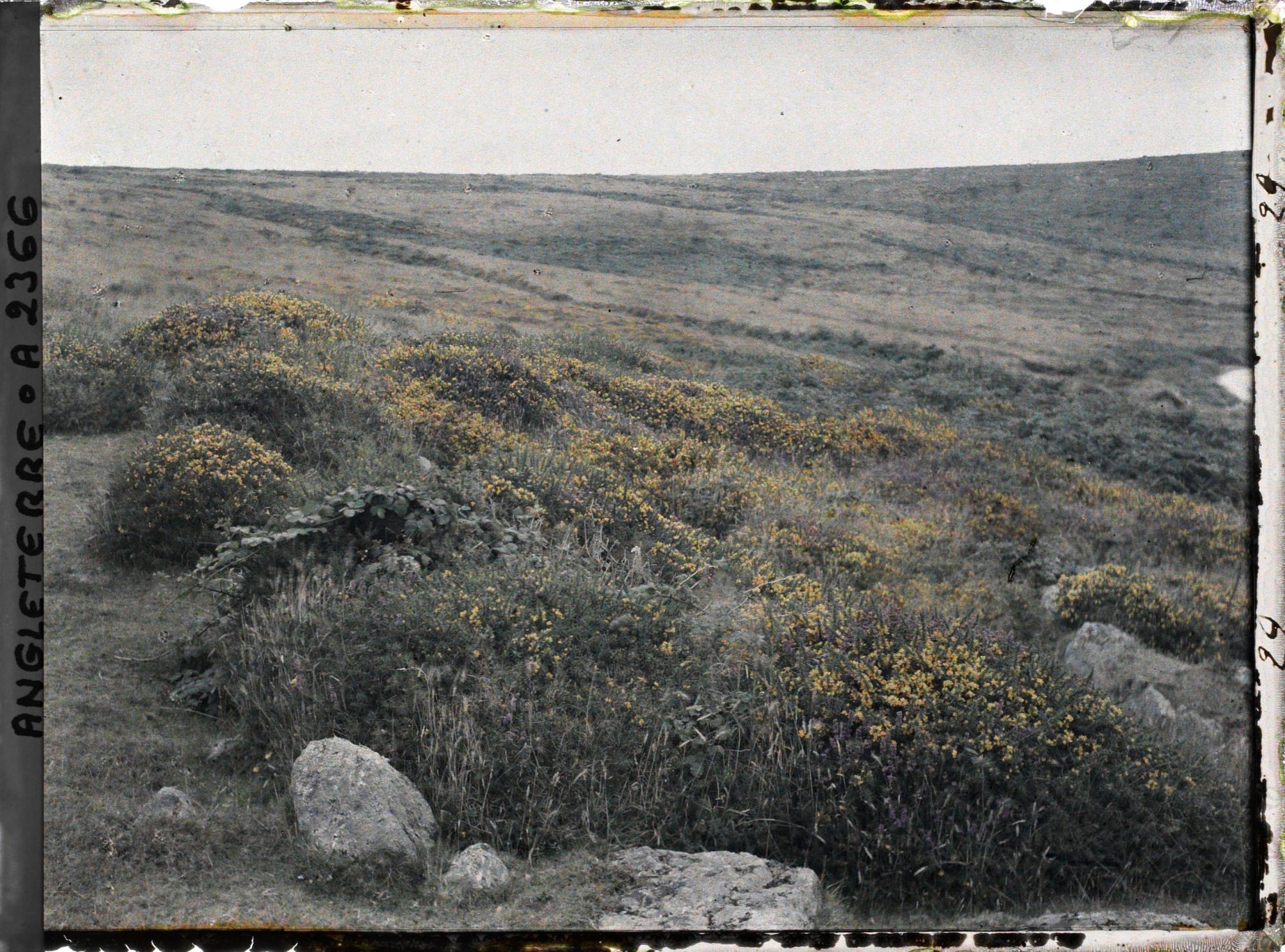 Image représentant Champ de fleurs