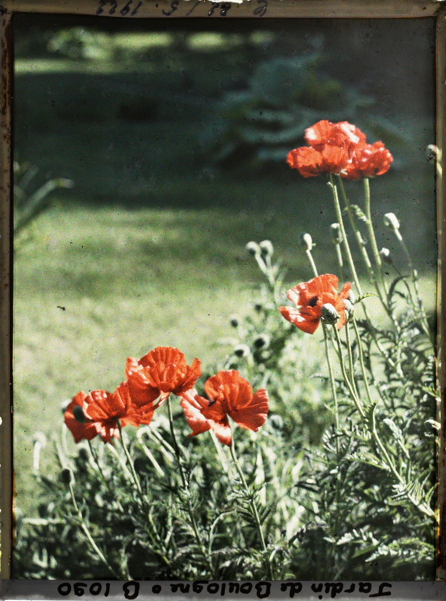 Image représentant Pavots près du marais