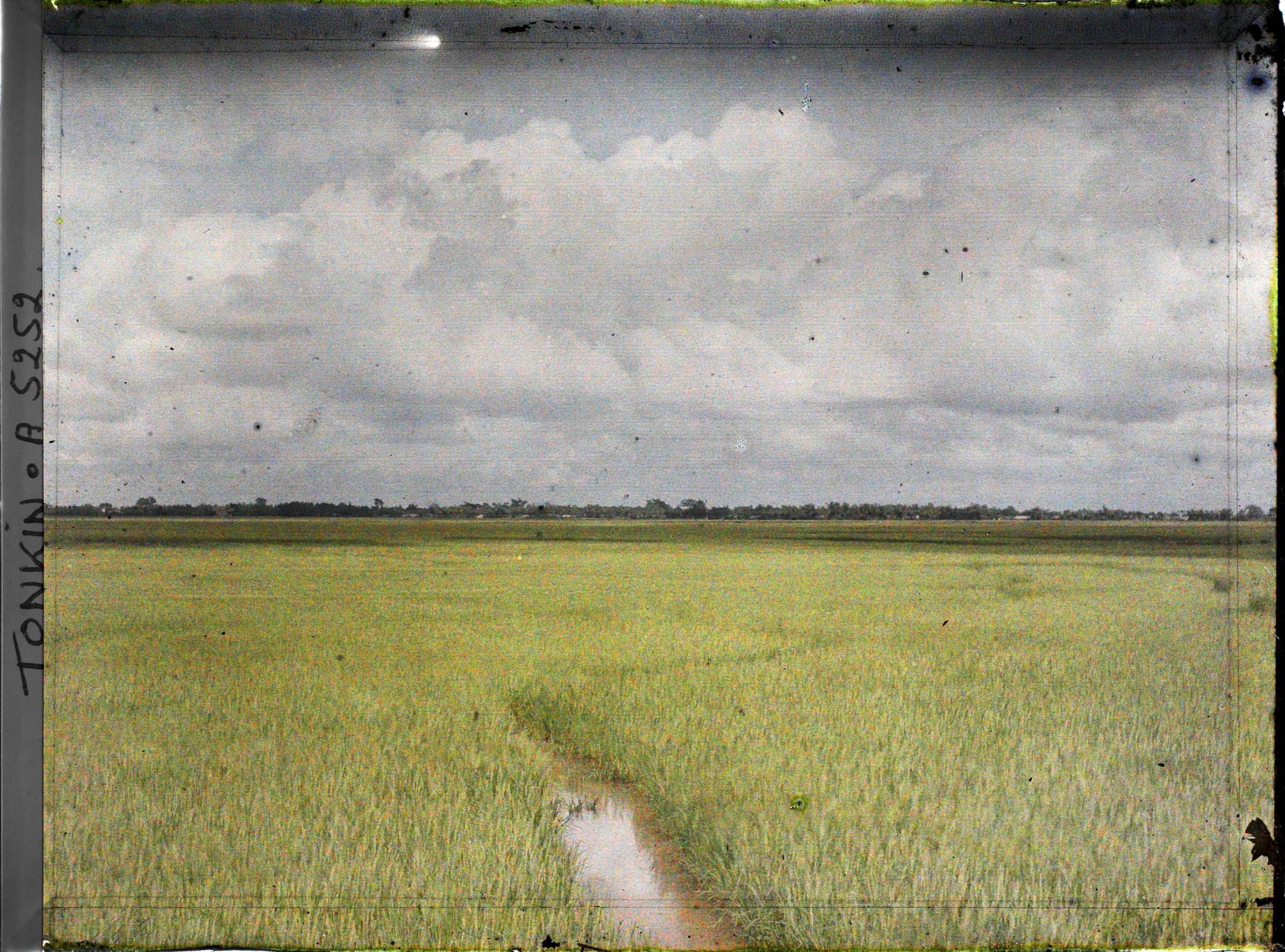 Image représentant Des rizières s'étendant à perte de vue