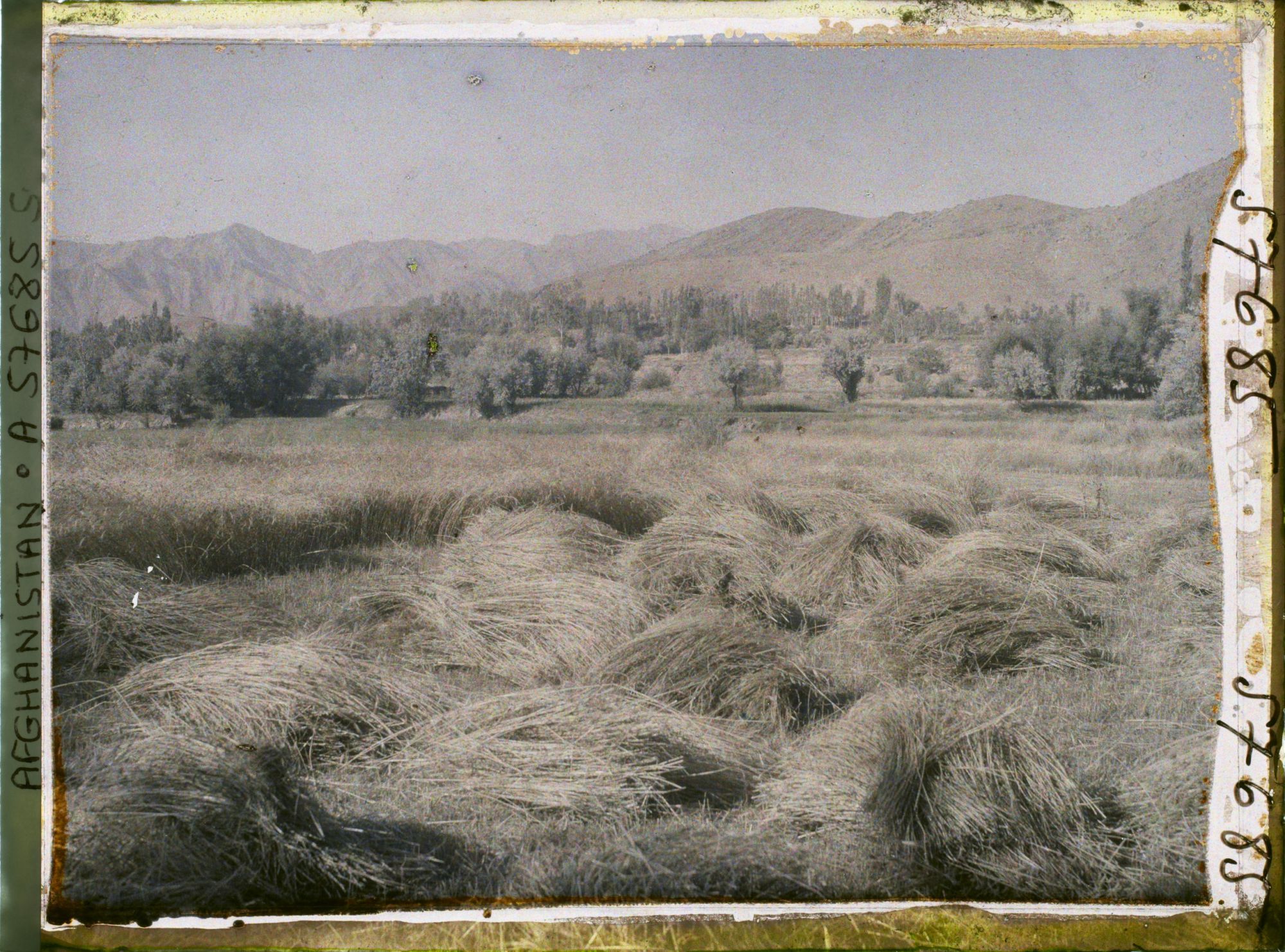 Image représentant Champ de blé
