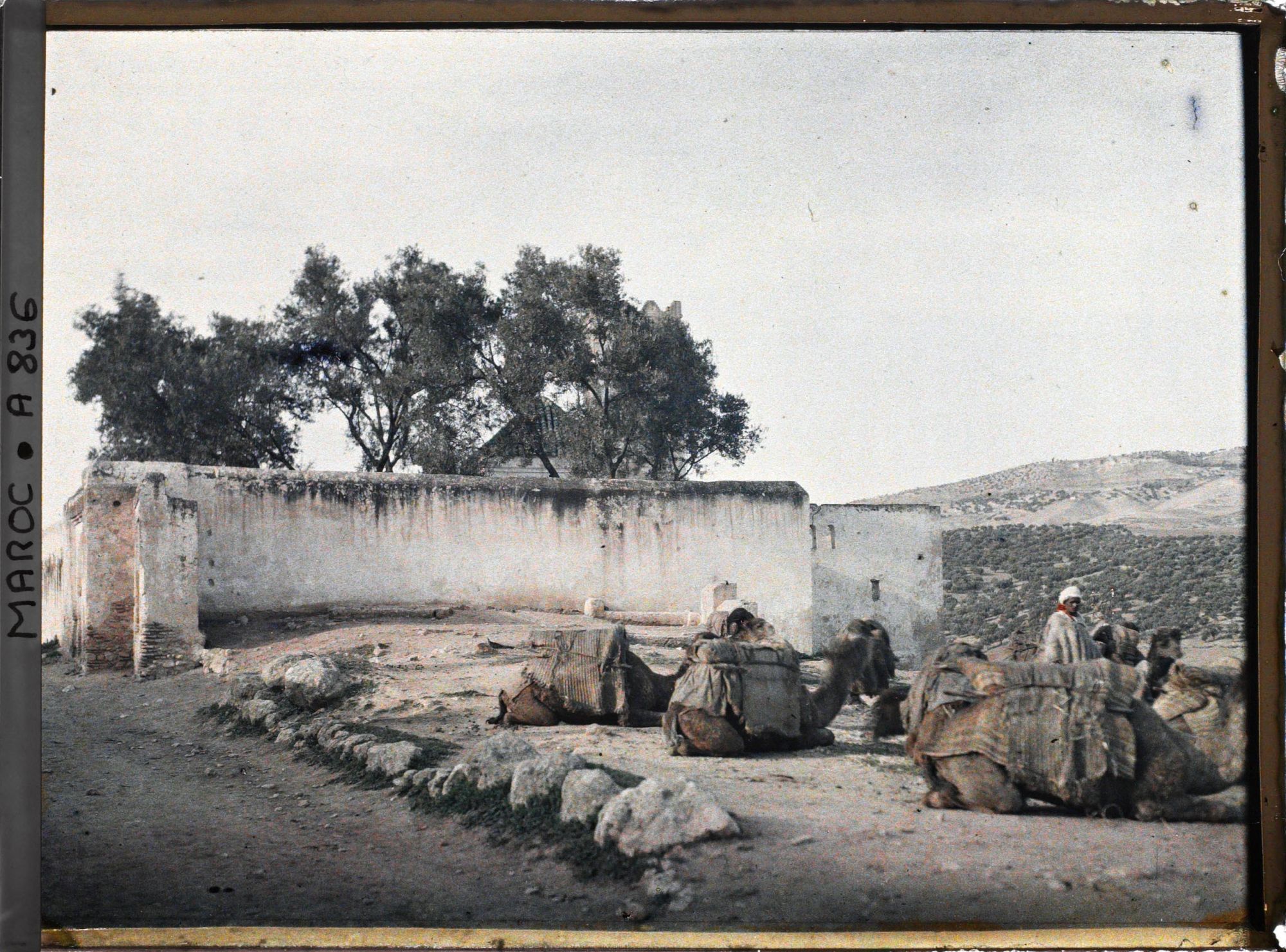 Image représentant Caravane de dromadaires au repos, près d'un tombeau
