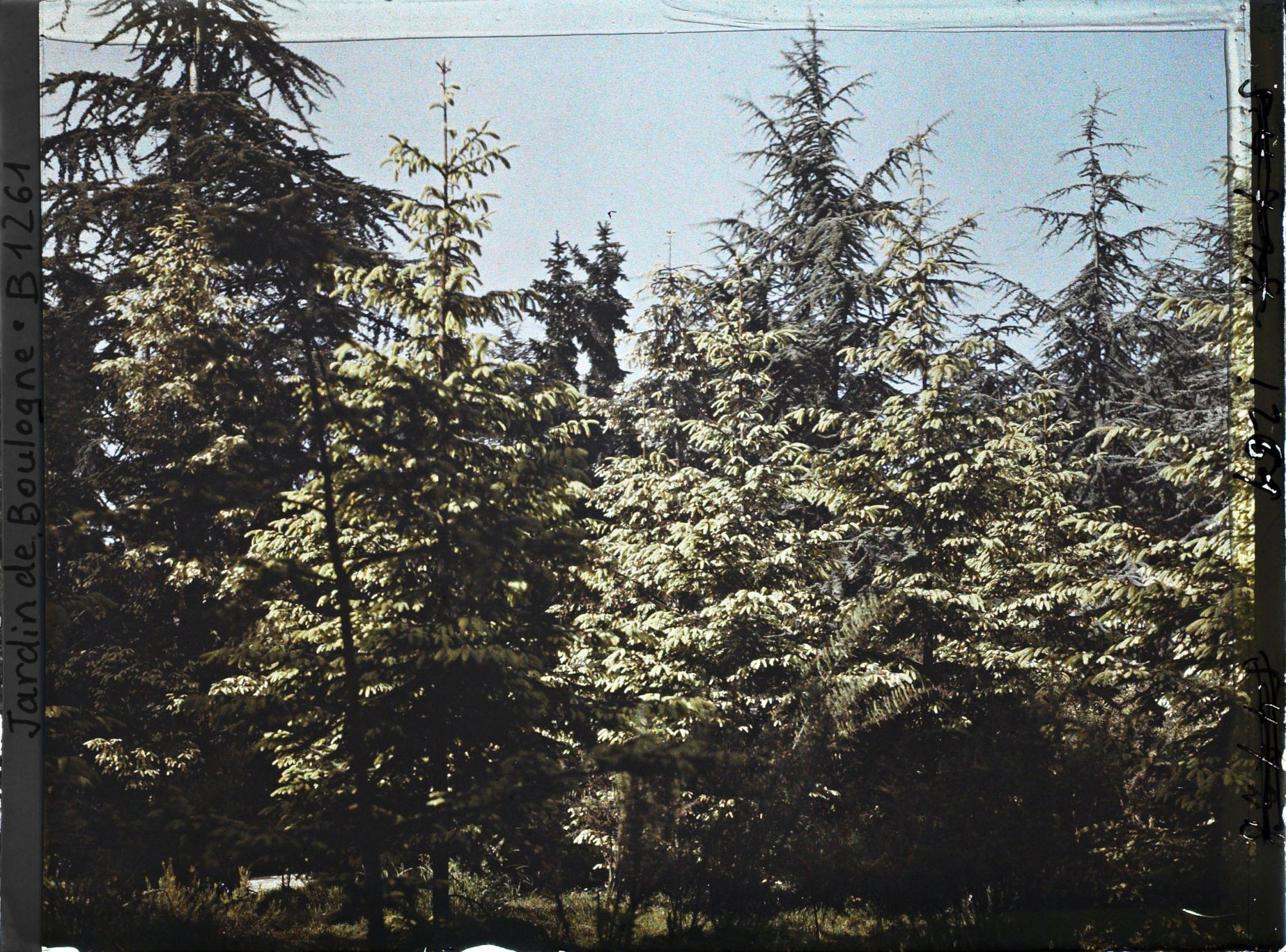 Image représentant La forêt dorée