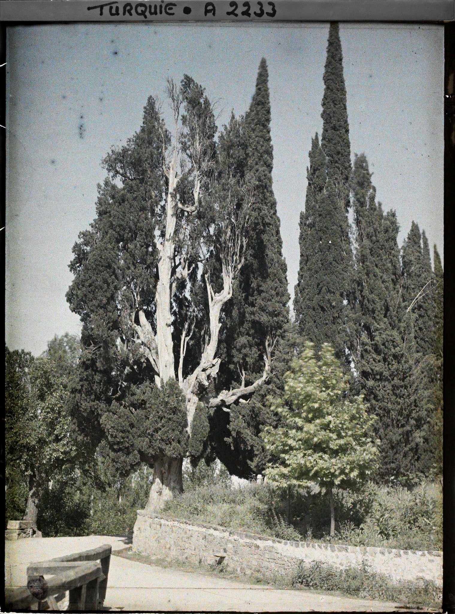 Image représentant Cyprès et platanes le long du chemin ou d'une rue bordé d'un muret