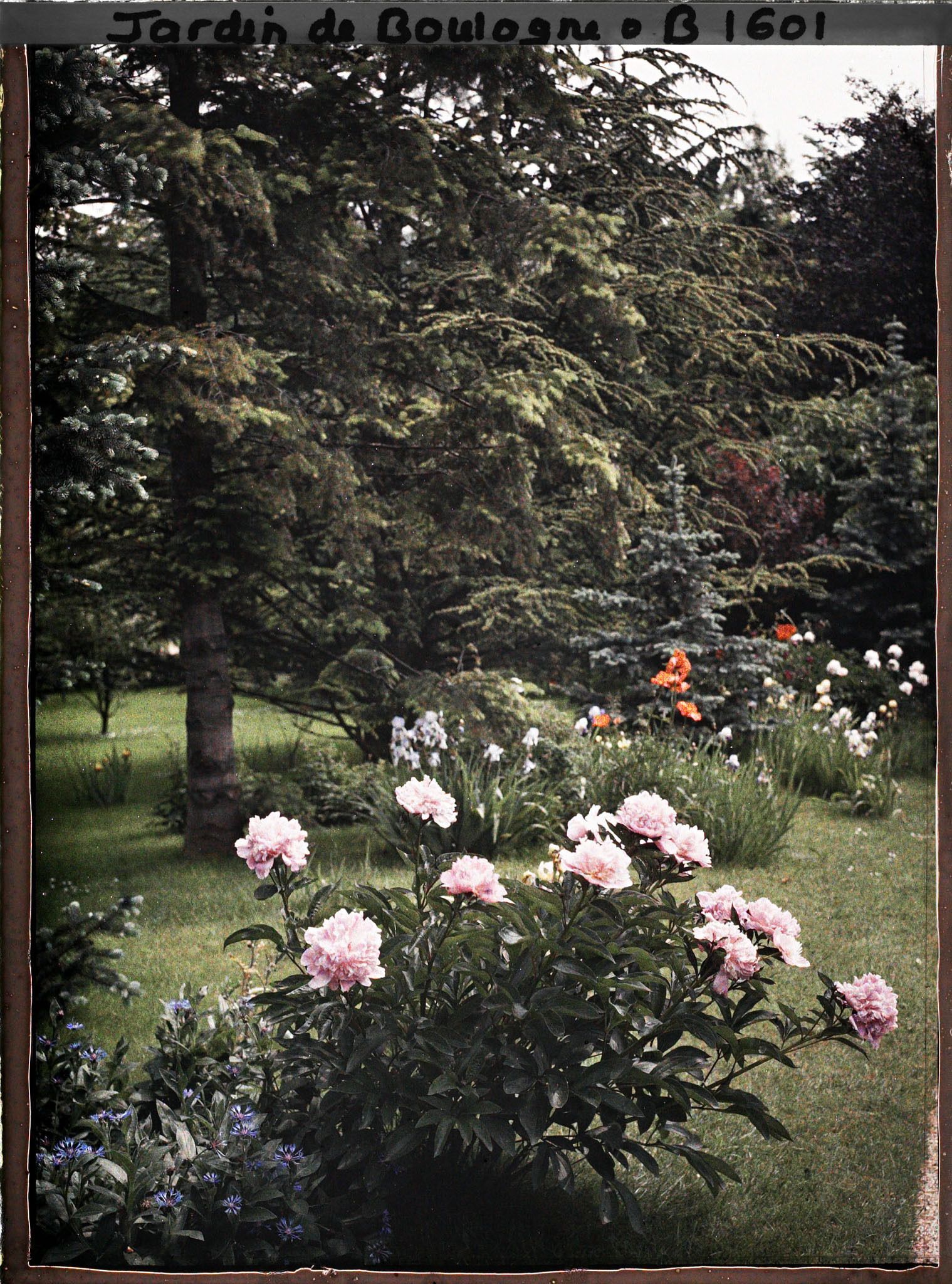 Image représentant La forêt dorée et la forêt bleue