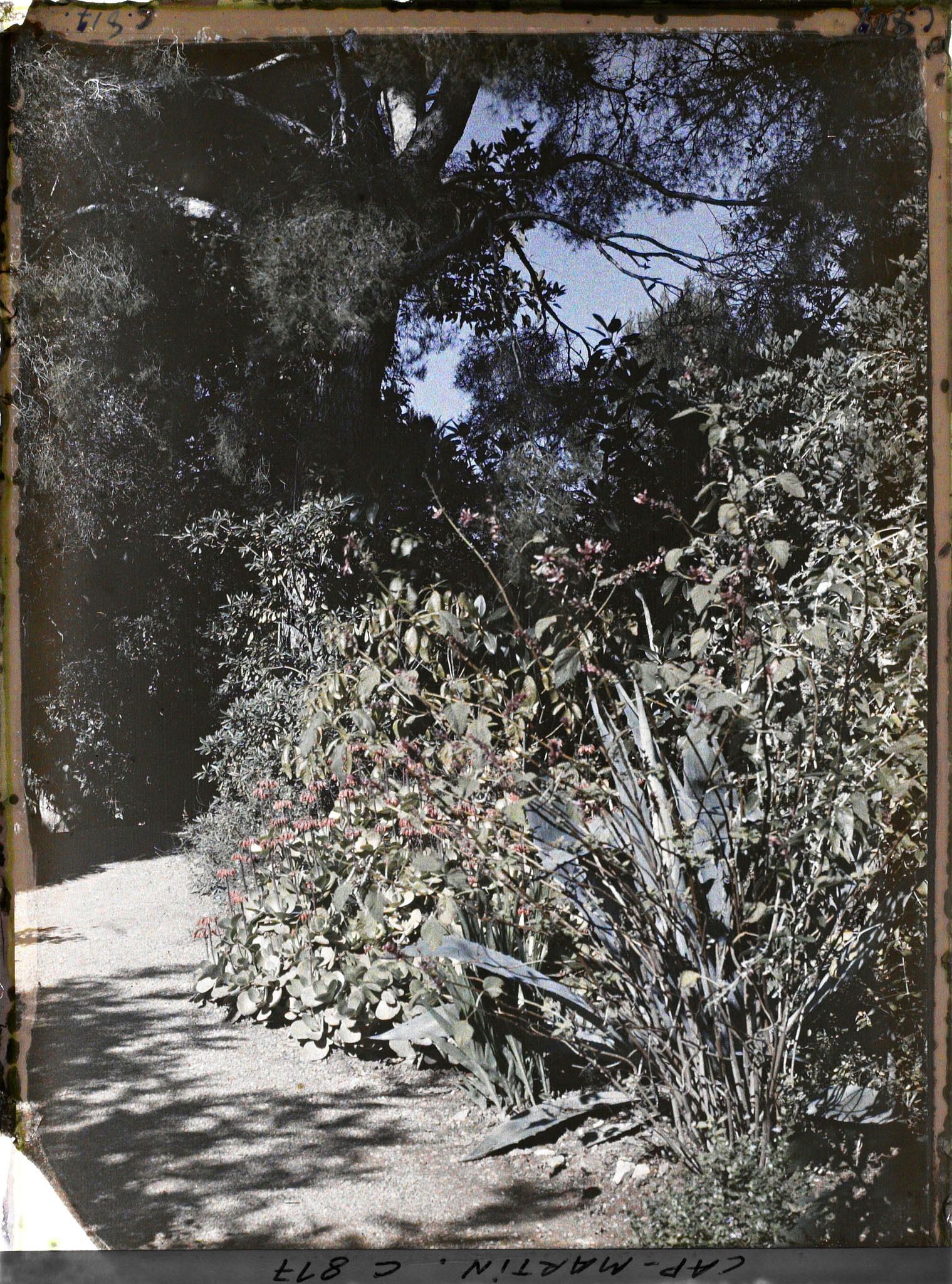 Image représentant Une allée du jardin