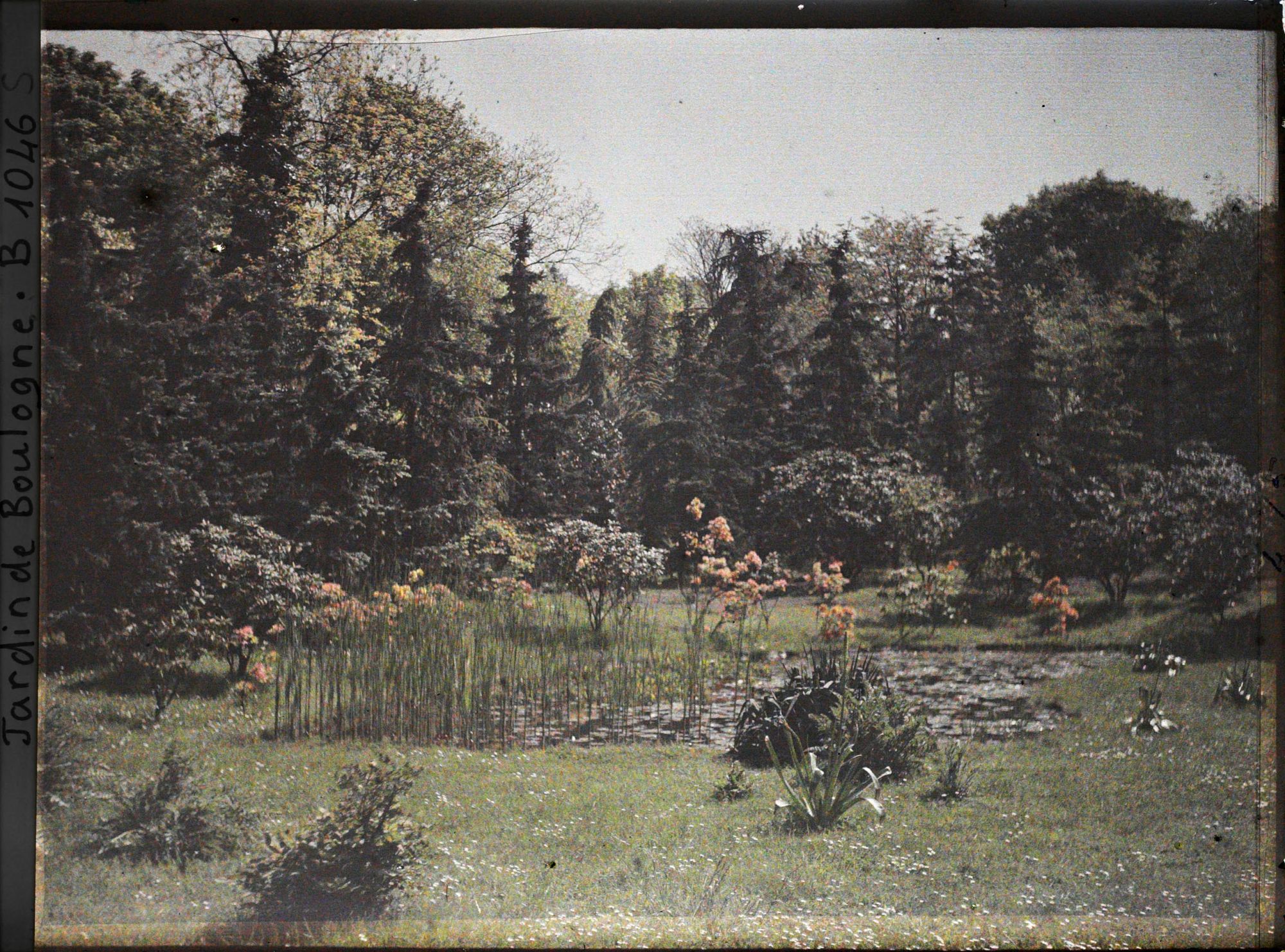 Image représentant " Etang " orné d'azalées en fleurs, situé au nord du marais et vu en direction de l'est