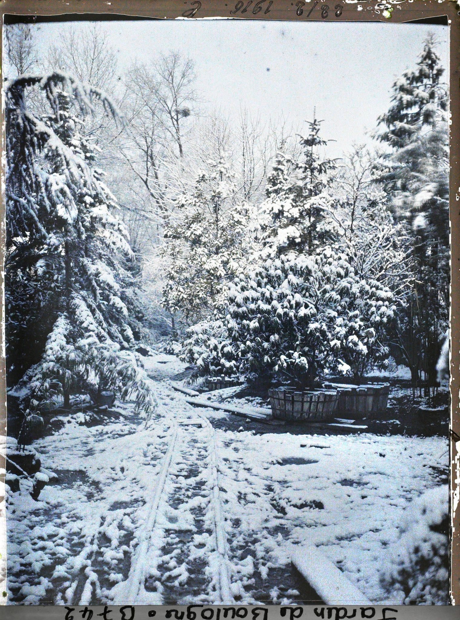 Image représentant Forêt bleue sous la neige