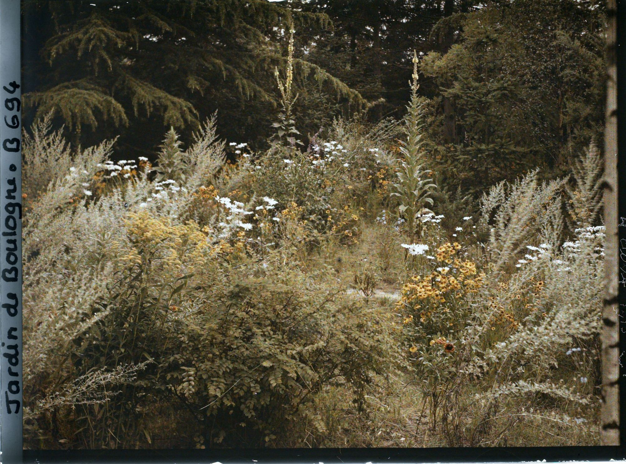 Image représentant La prairie