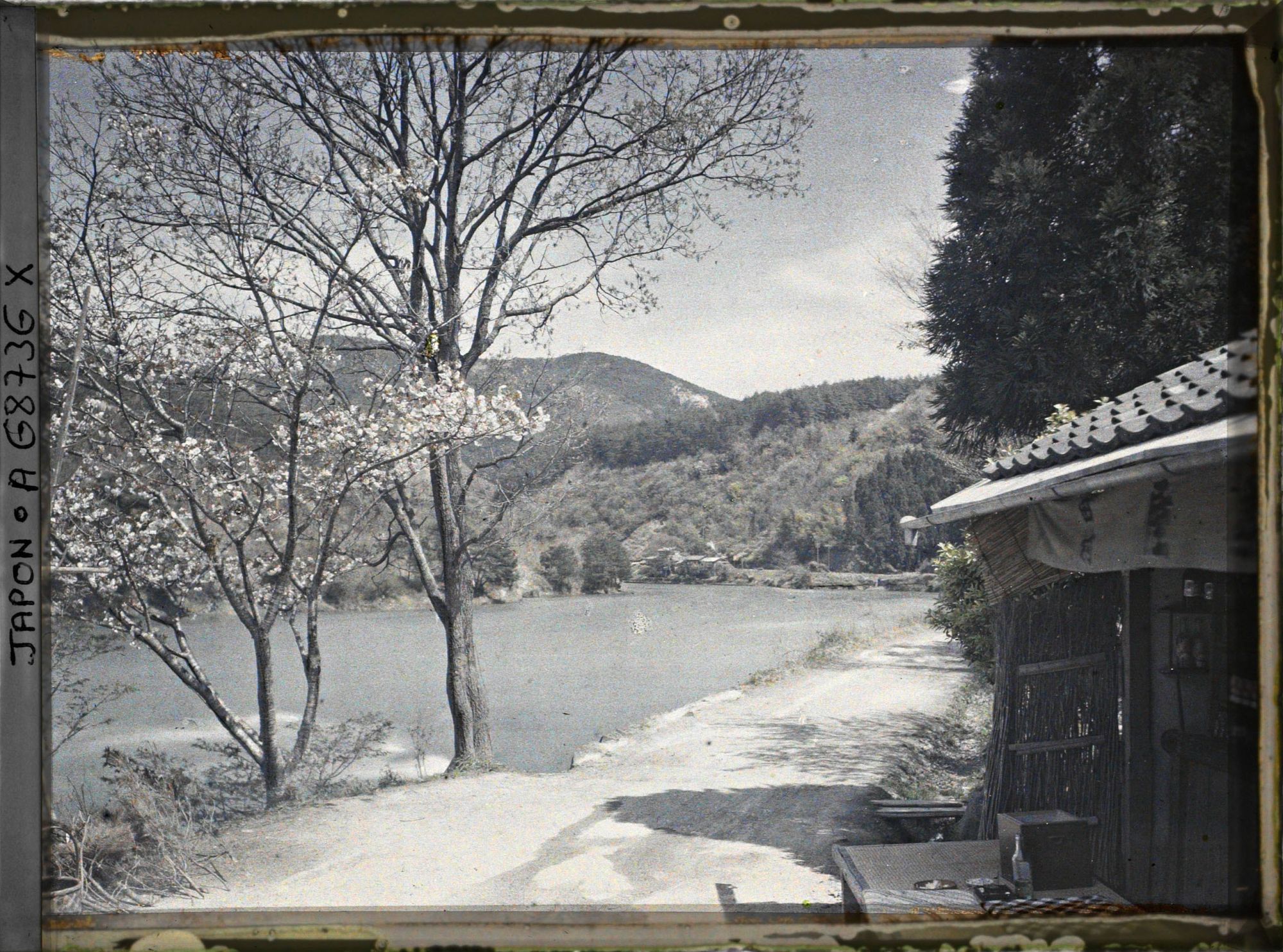 Image représentant Cerisiers en fleurs sur les rives de l'Ujigawa (rivière Uji)