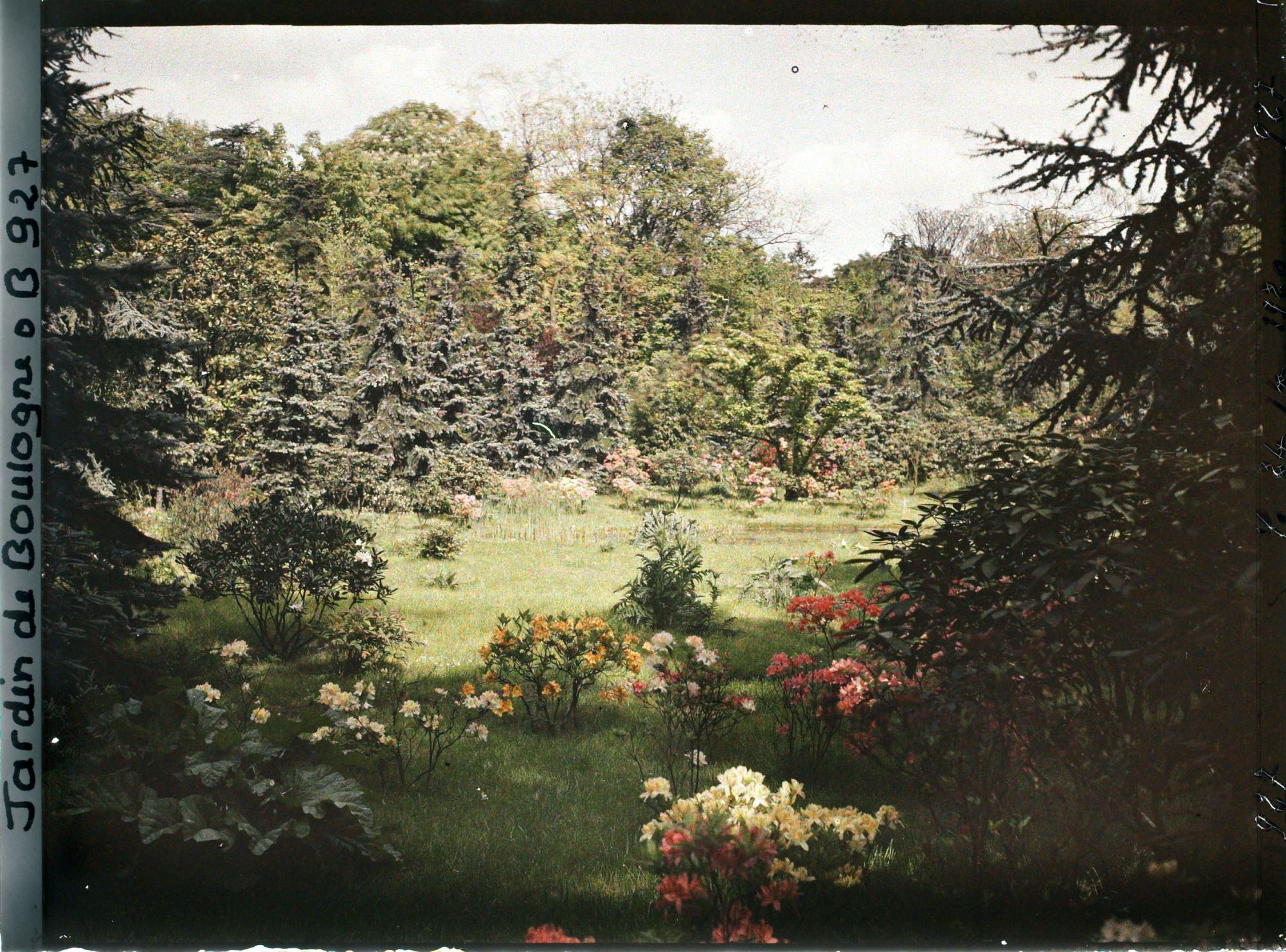 Image représentant Azalées et rhodos près du marais