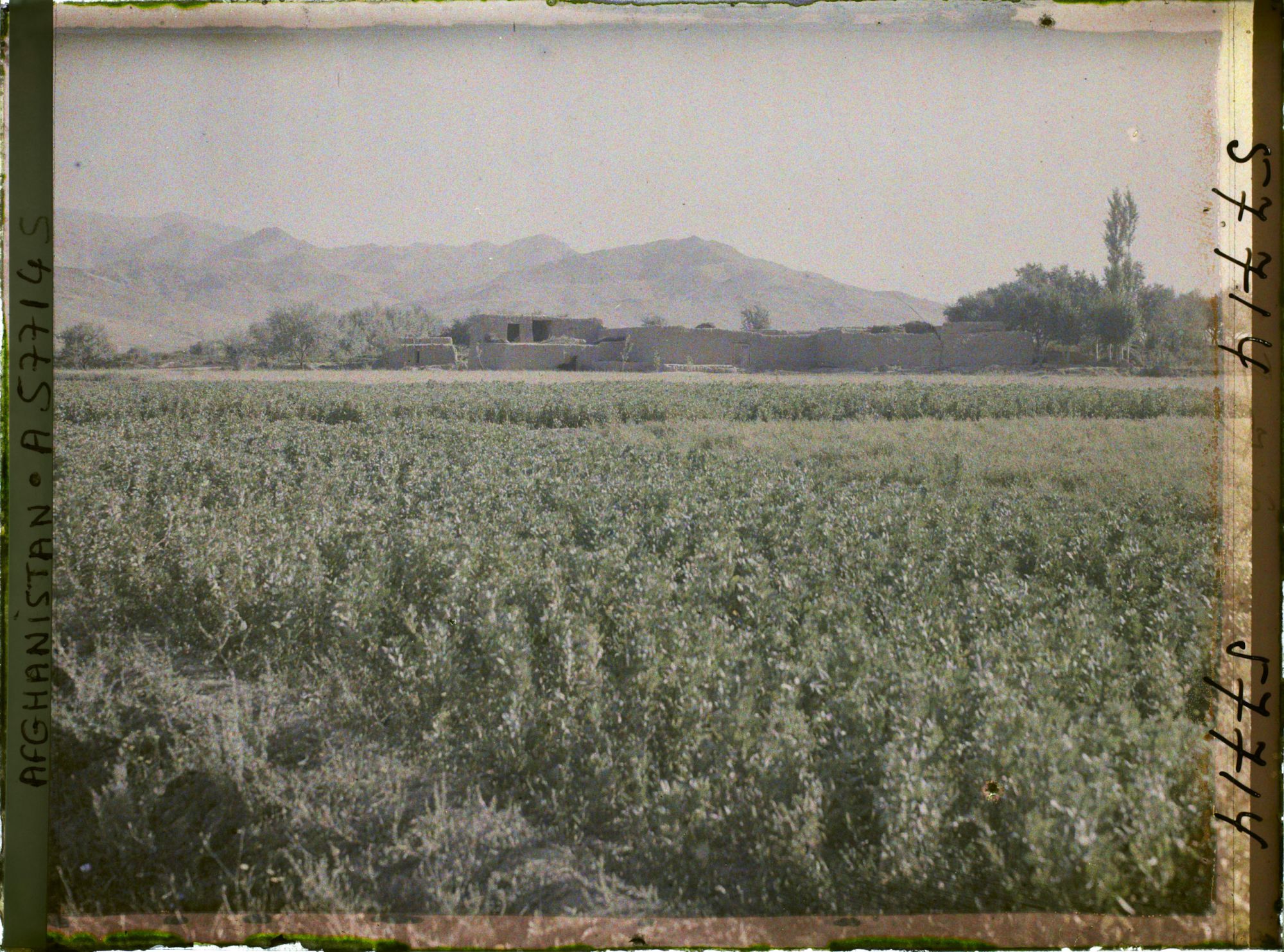 Image représentant Champ de fèves et ferme