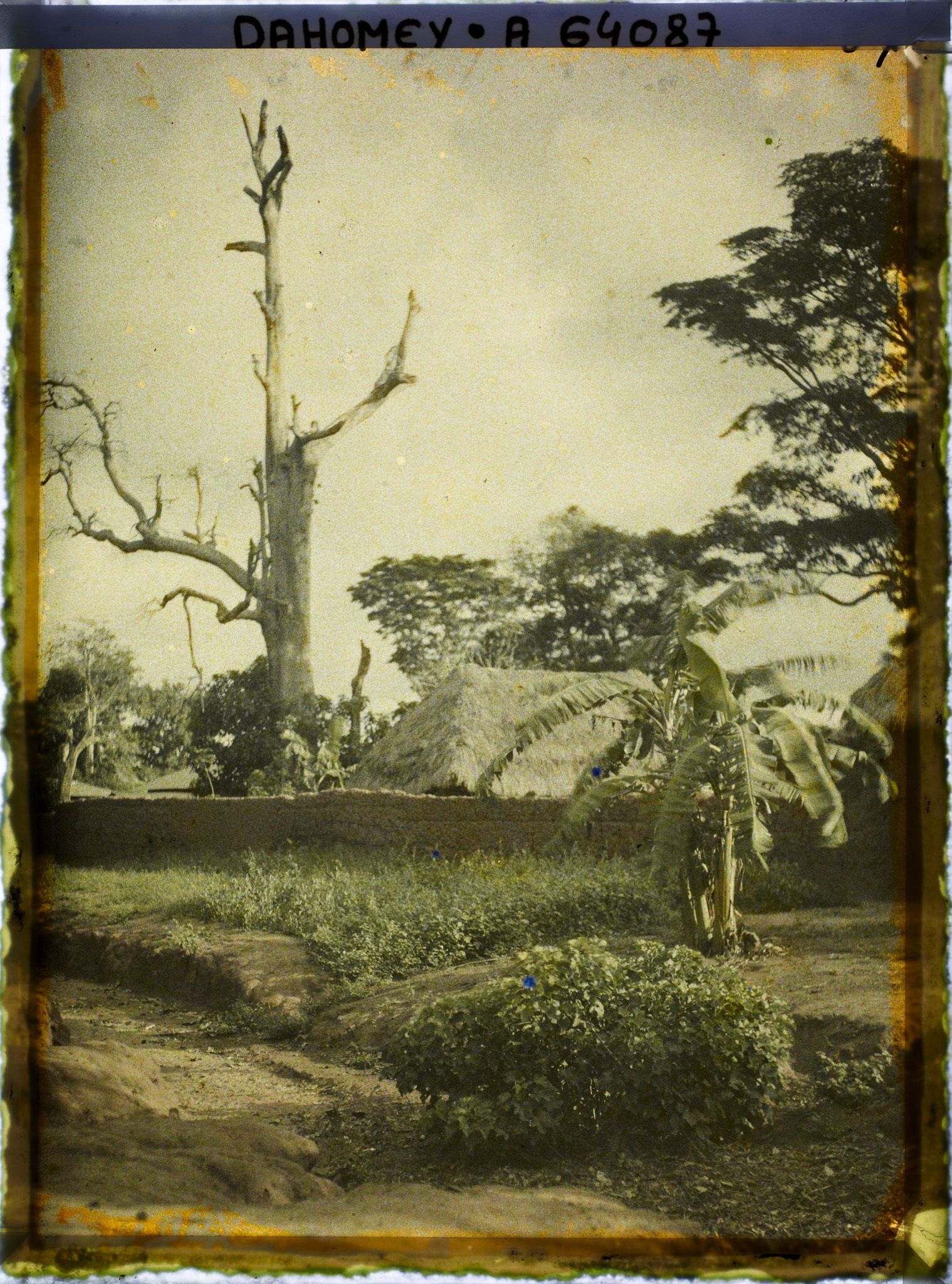 Image représentant Dans le village indigène, un chronoxyle d'Iroko (ou milicia exclesa) sacré ou arbre fétiche