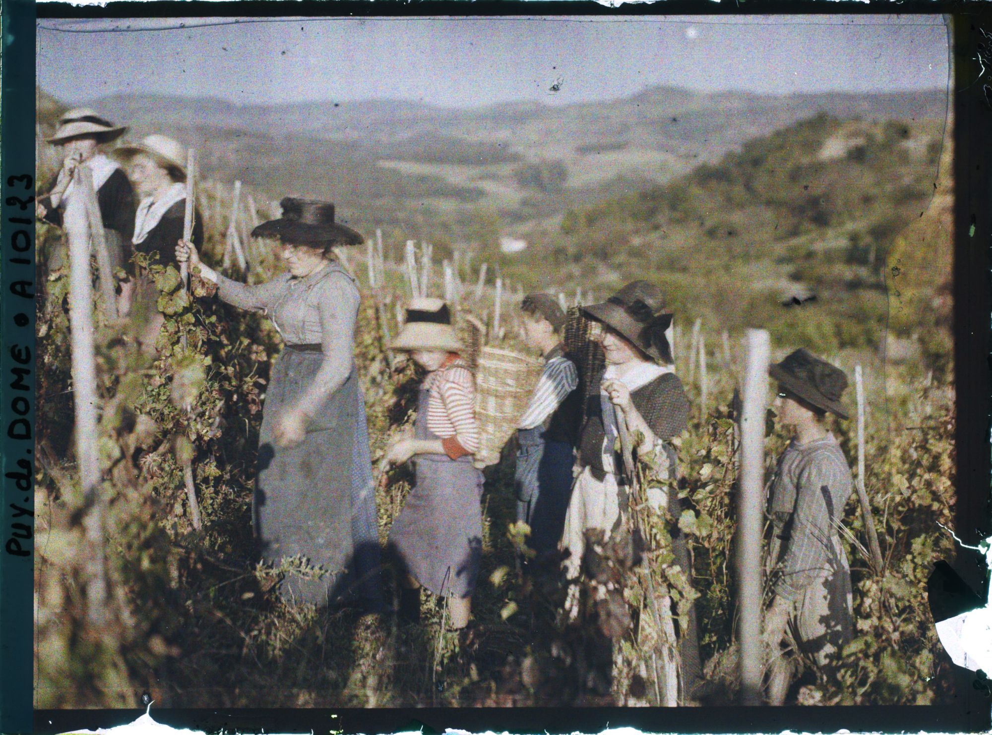 Image représentant France, Sauvagnat, Groupe de Vendangeuses