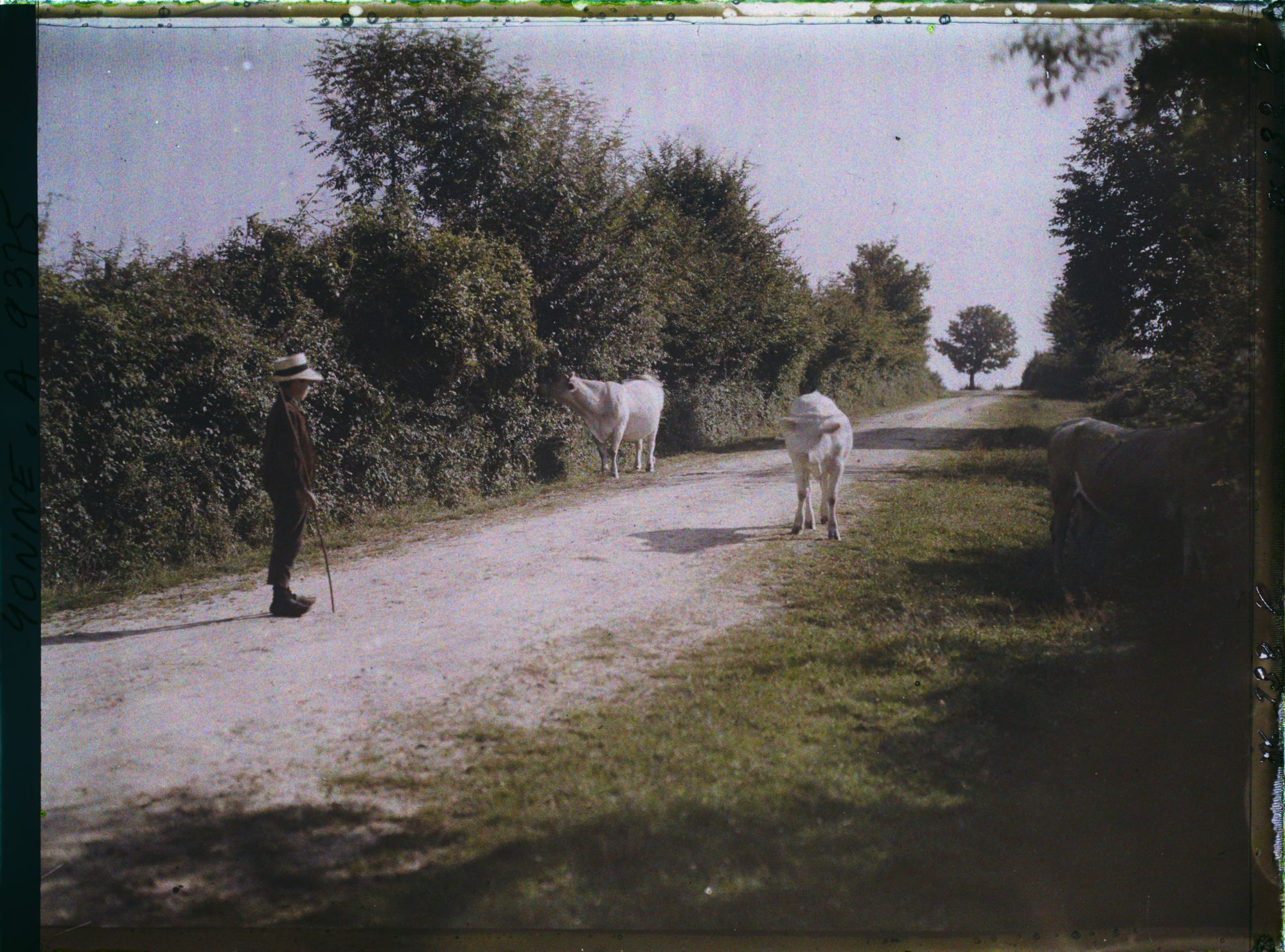 Image représentant Deux vaches morvandelles et le petit vacher sur un chemin