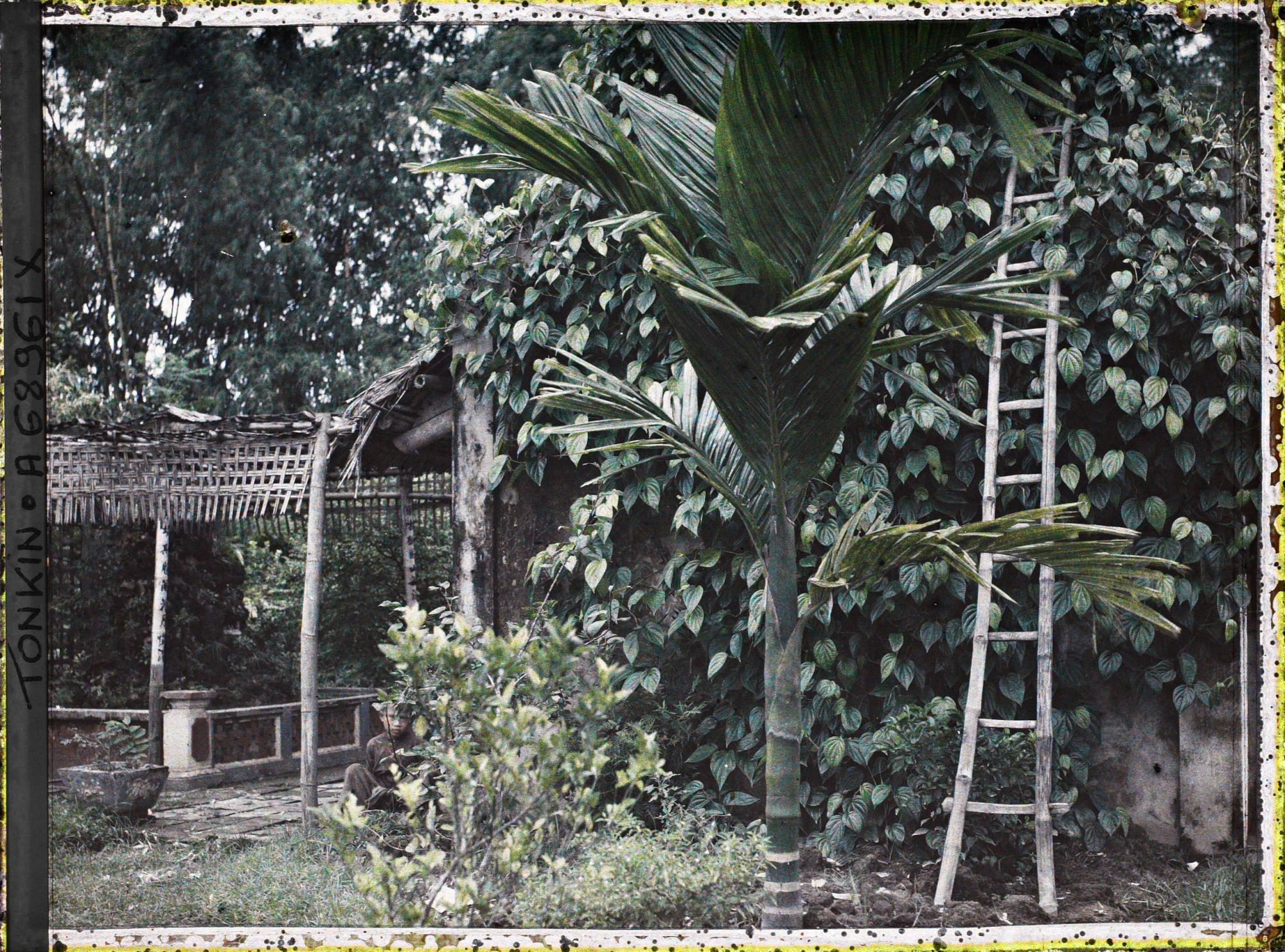 Image représentant Un aréquier et du bétel grimpant le long d'un mur dans un village