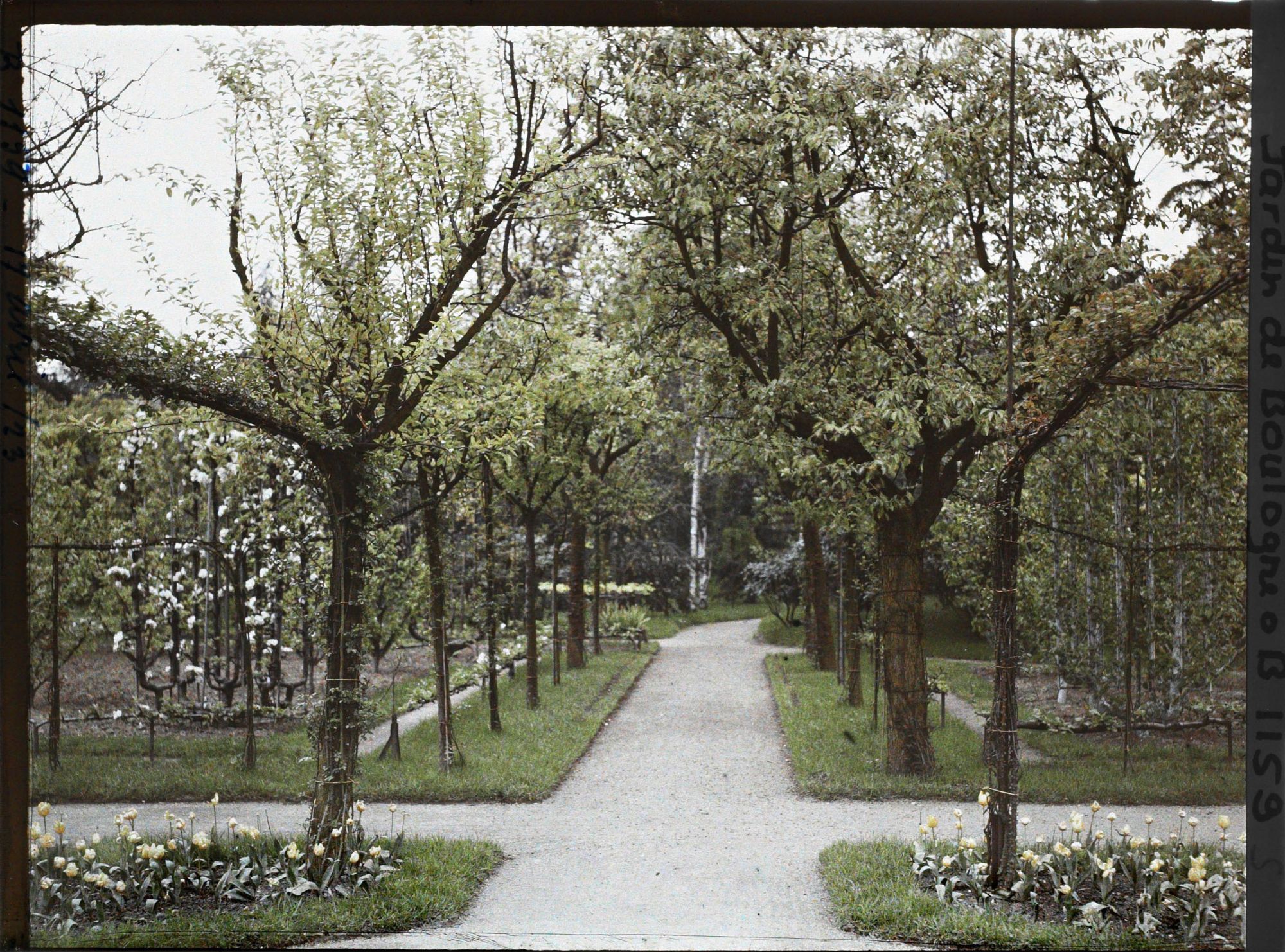 Image représentant Allée verdoyante du verger-roseraie, entre le rond-point proche du jardin français et la forêt bleue