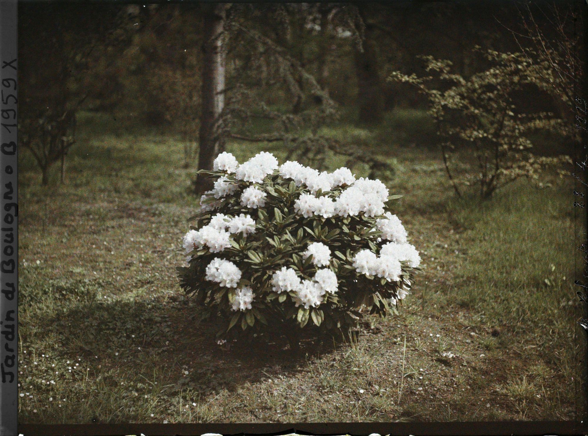 Image représentant Rhododendron blanc