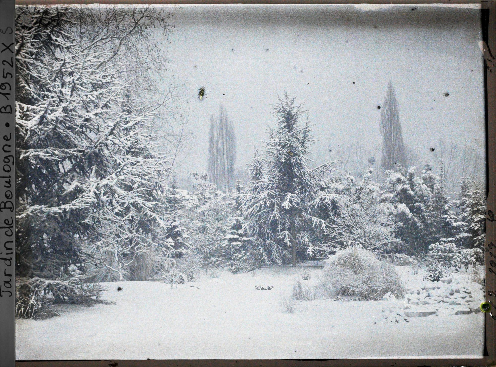 Image représentant La forêt bleue sous la neige