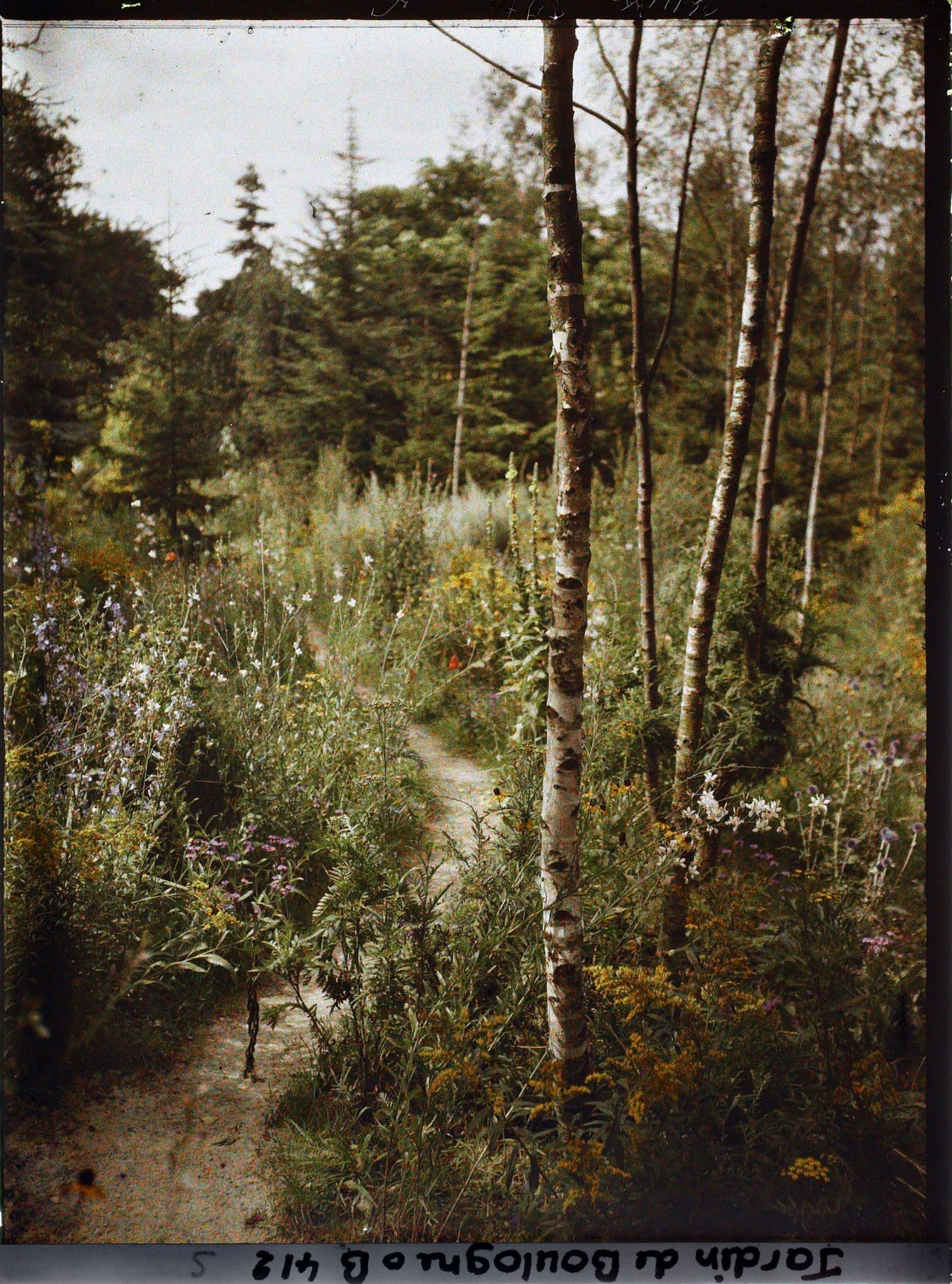 Image représentant La prairie en fleurs au pied des bouleaux de la forêt dorée