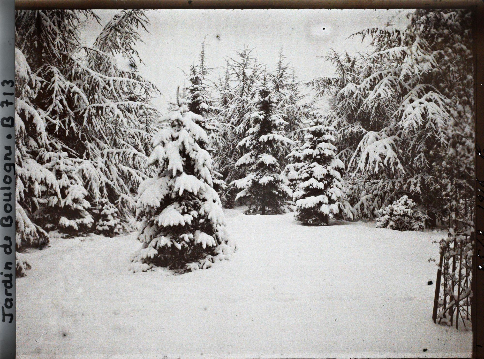 Image représentant Forêt bleue sous la neige