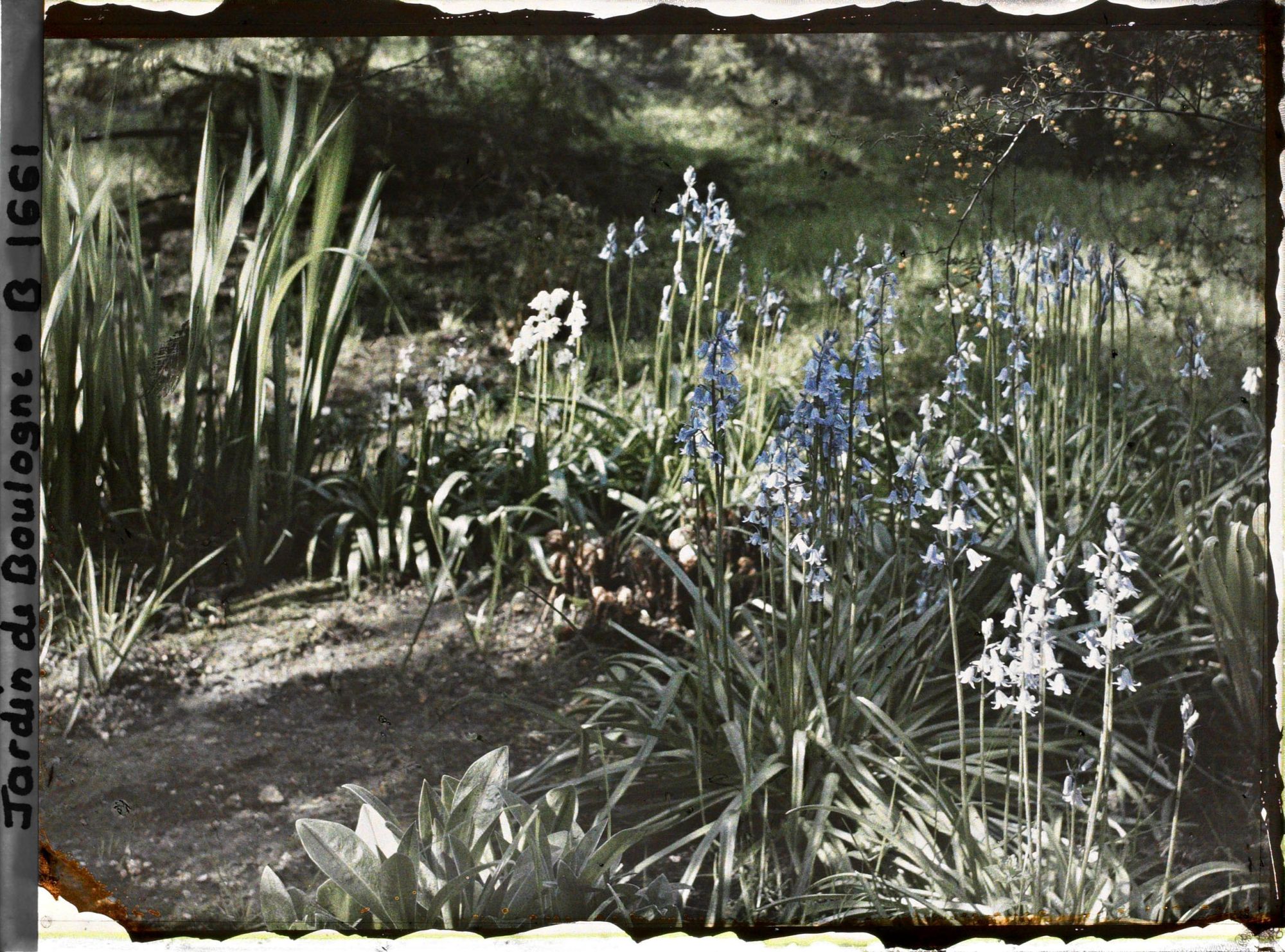 Image représentant Ensemble de jacinthes