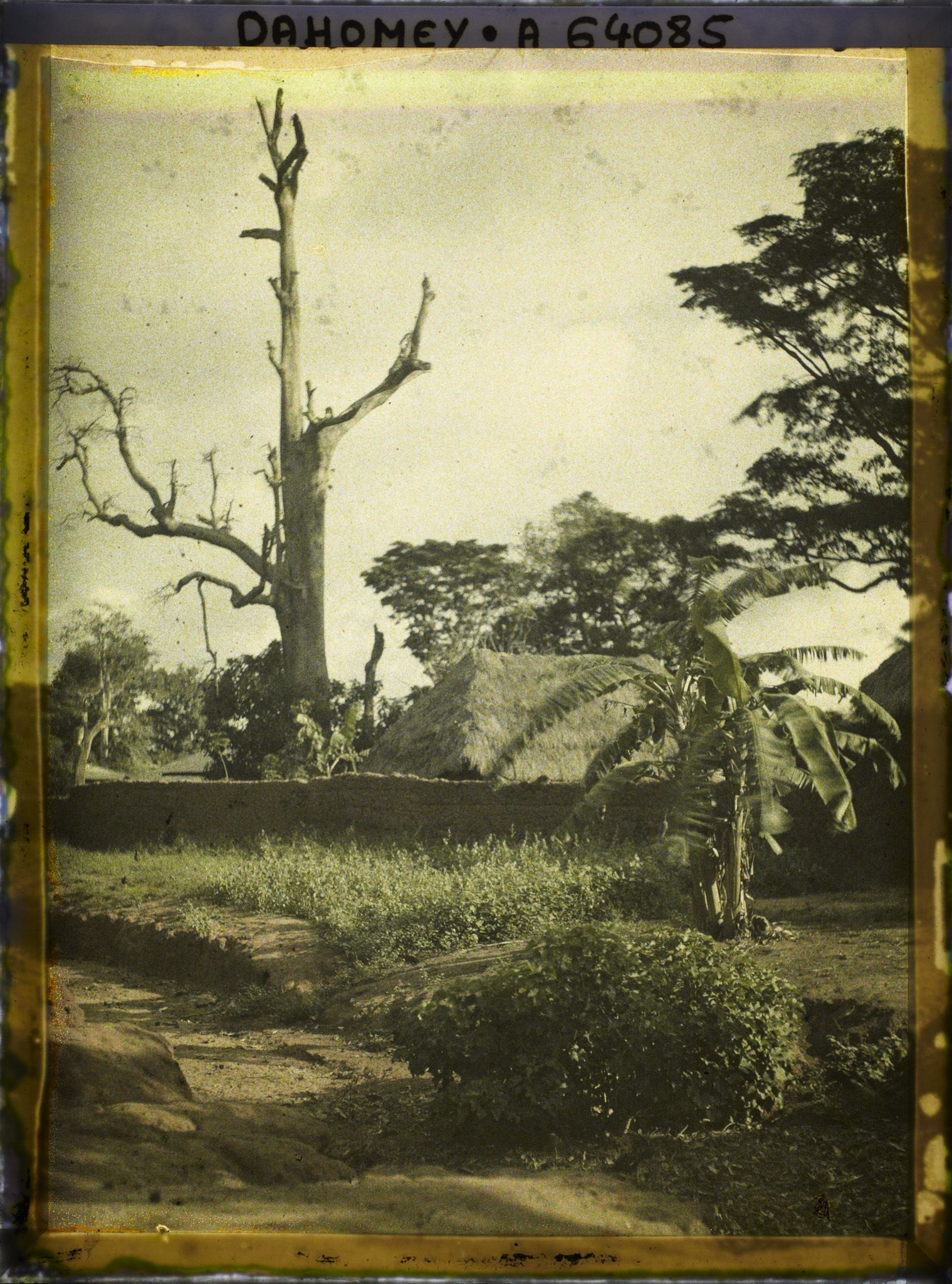 Image représentant Dans le village indigène, un chronoxyle d'Iroko (ou milicia exclesa) sacré ou arbre fétiche