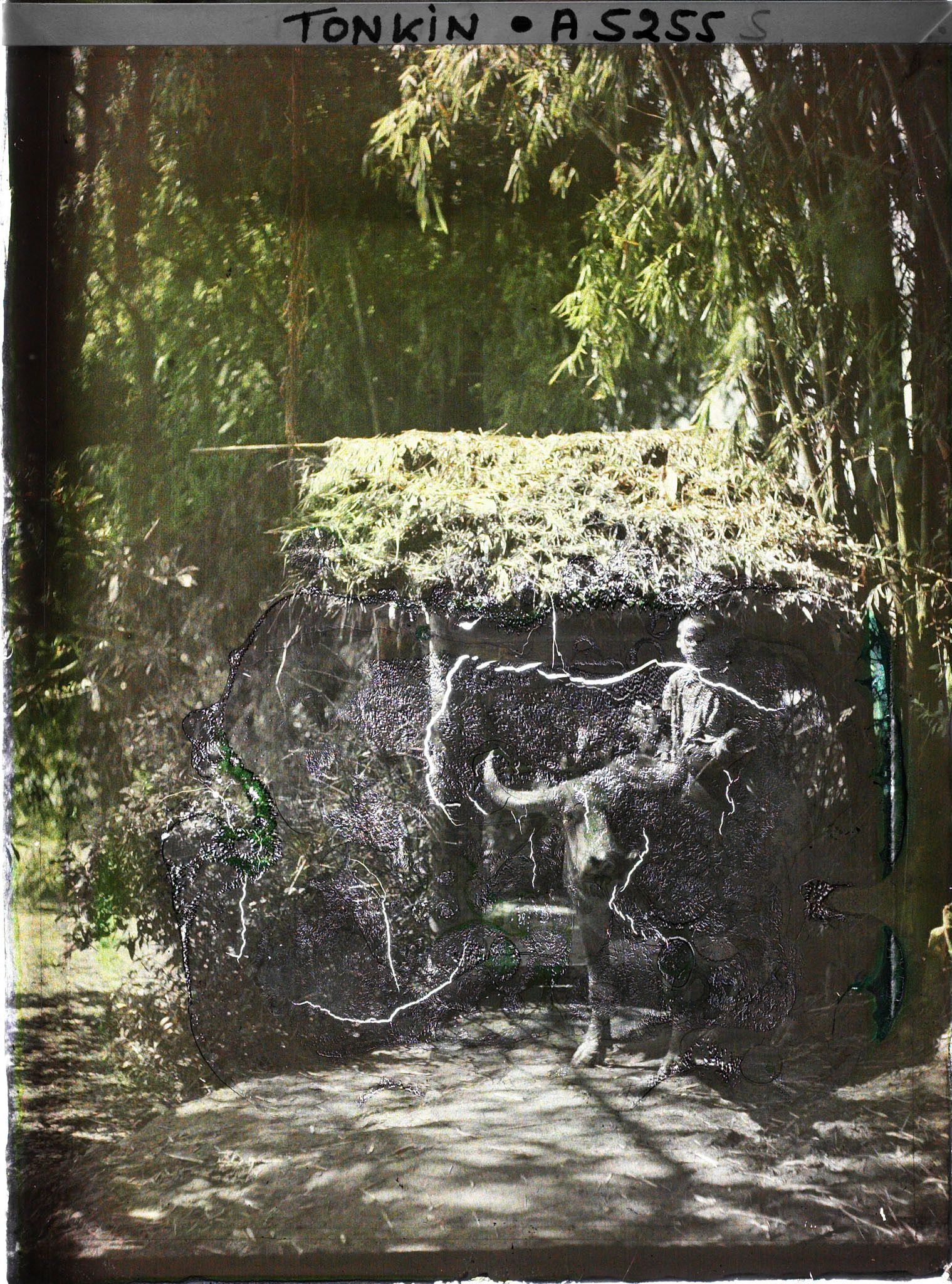 Image représentant Un enfant monté sur un buffle