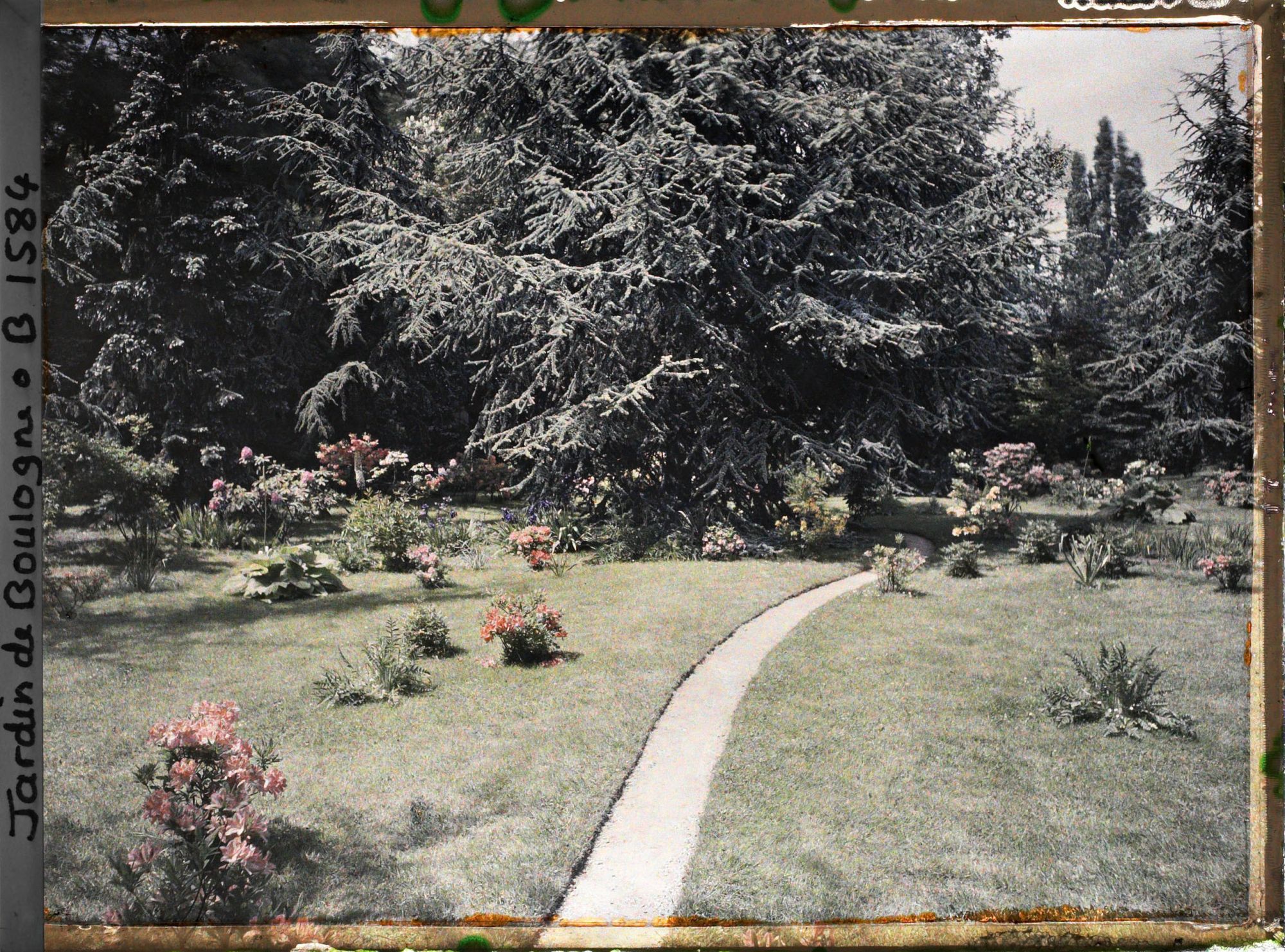 Image représentant Cèdre près du marais et au bord du chemin qui sillonne vers l'ouest la pelouse fleurie qui l'entoure