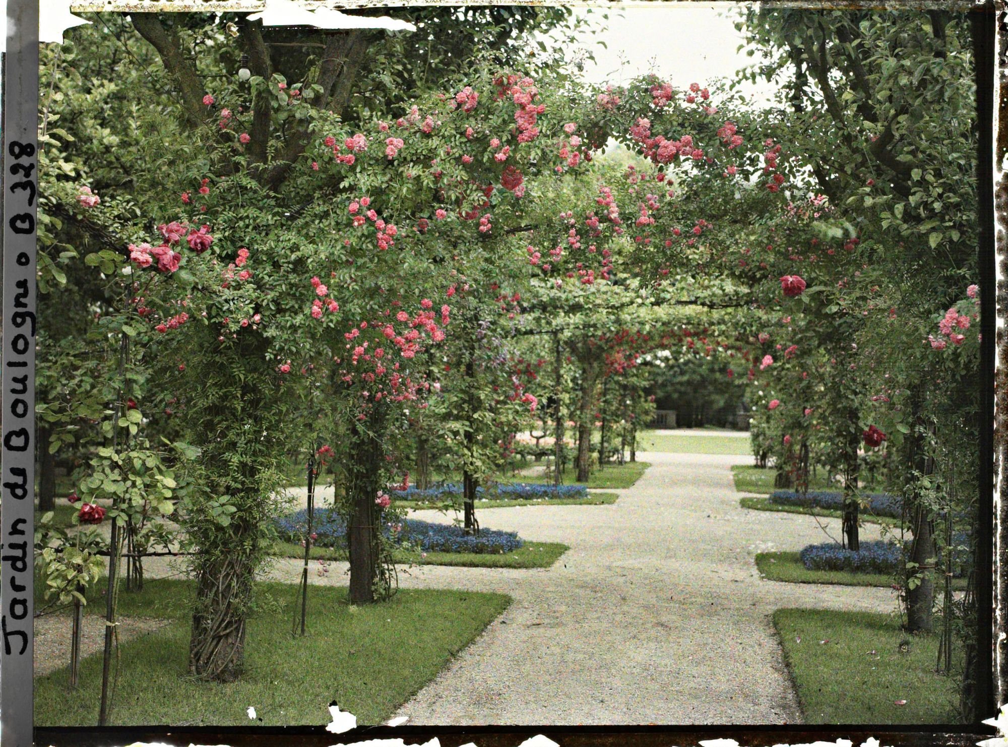 Image représentant Axe central du verger-roseraie vu vers le jardin anglais, près du rond-point côté jardin français