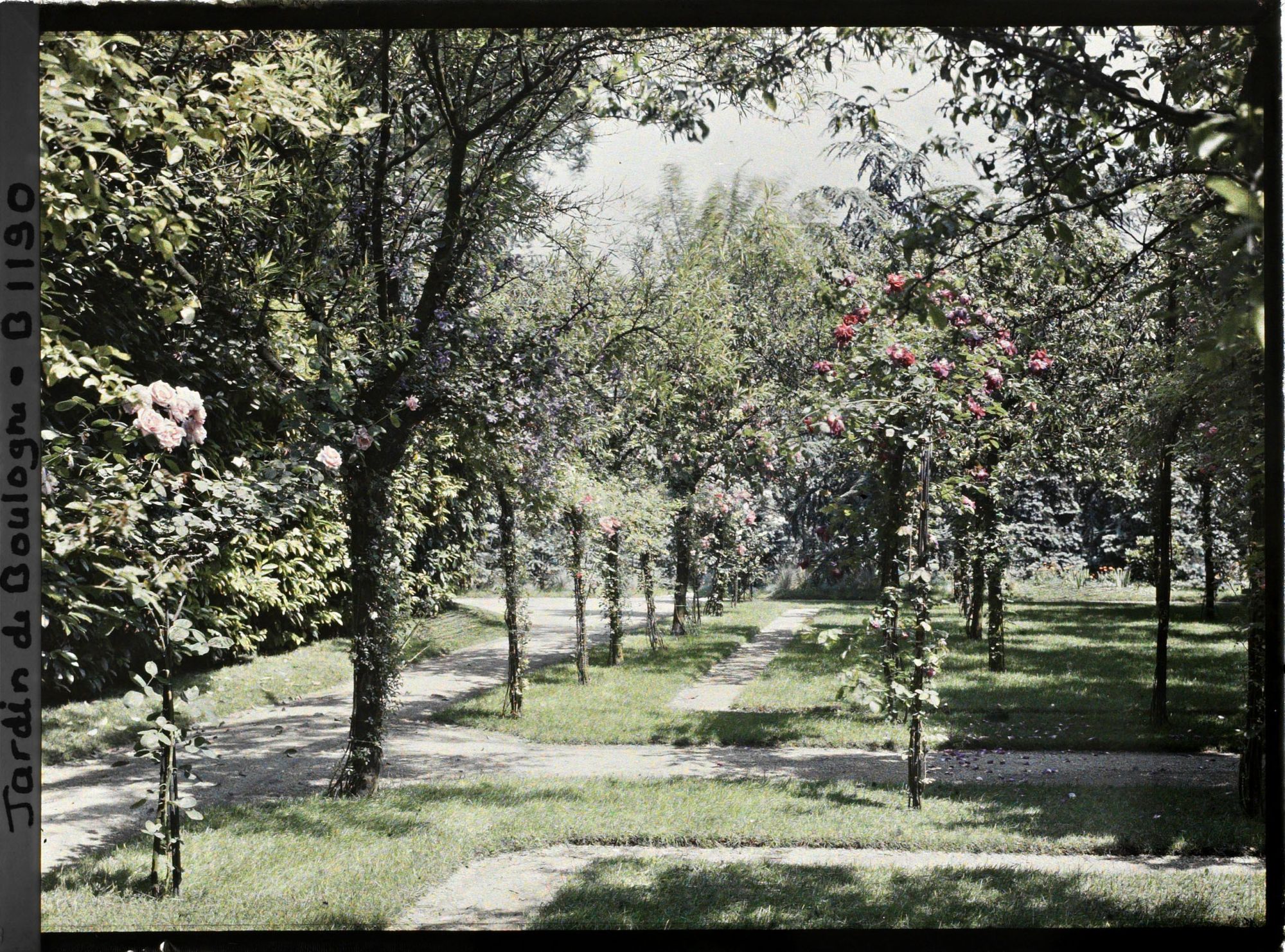 Image représentant Partie nord-ouest du verger-roseraie, proche de la dépendance, vue en direction de la forêt bleue