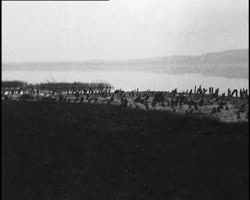 Image représentant Cité lacustres du lac Morat