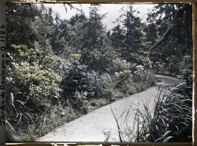 Image représentant La forêt dorée et la forêt bleue